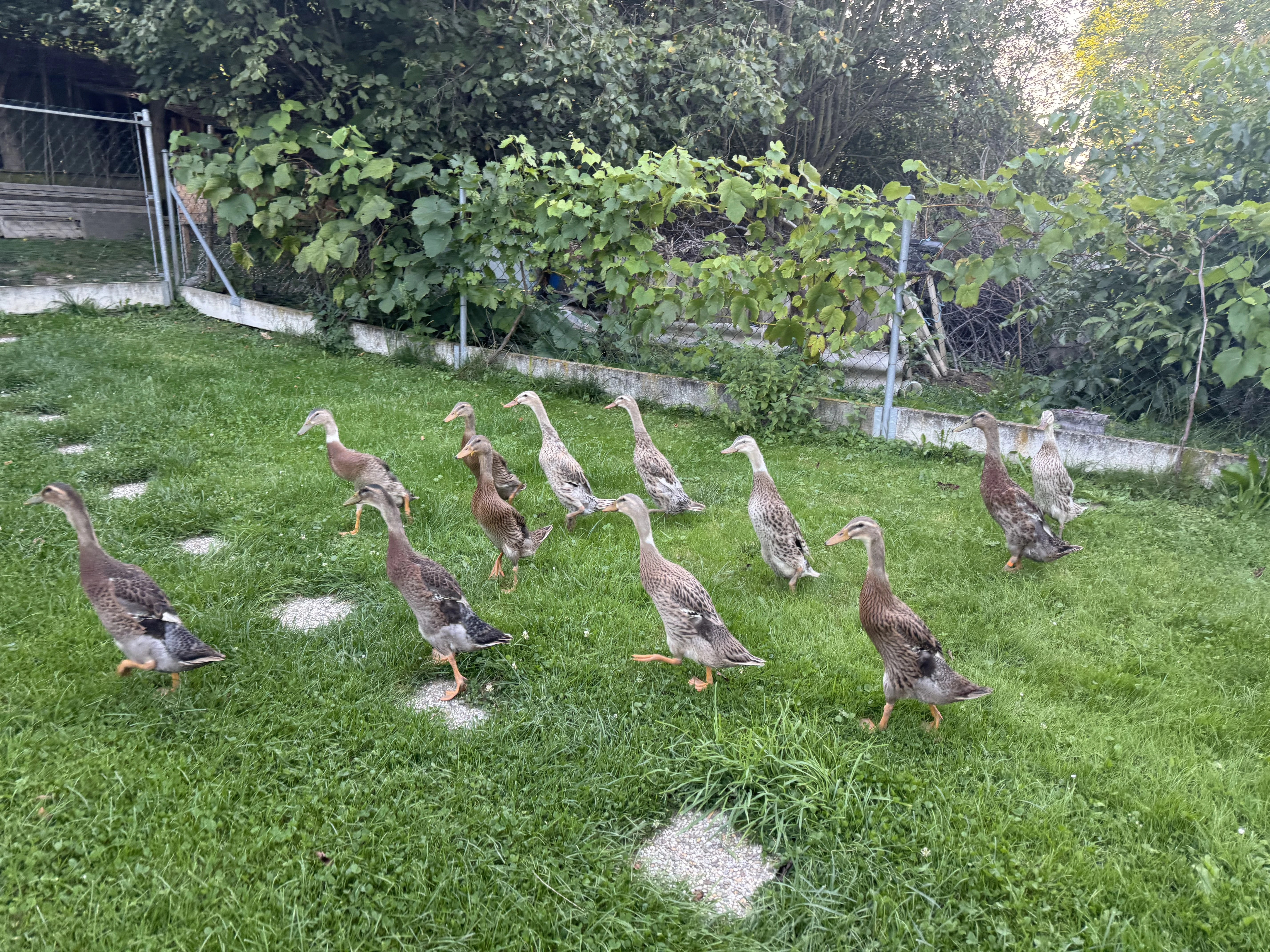 Prodám kachny a kačery IB
