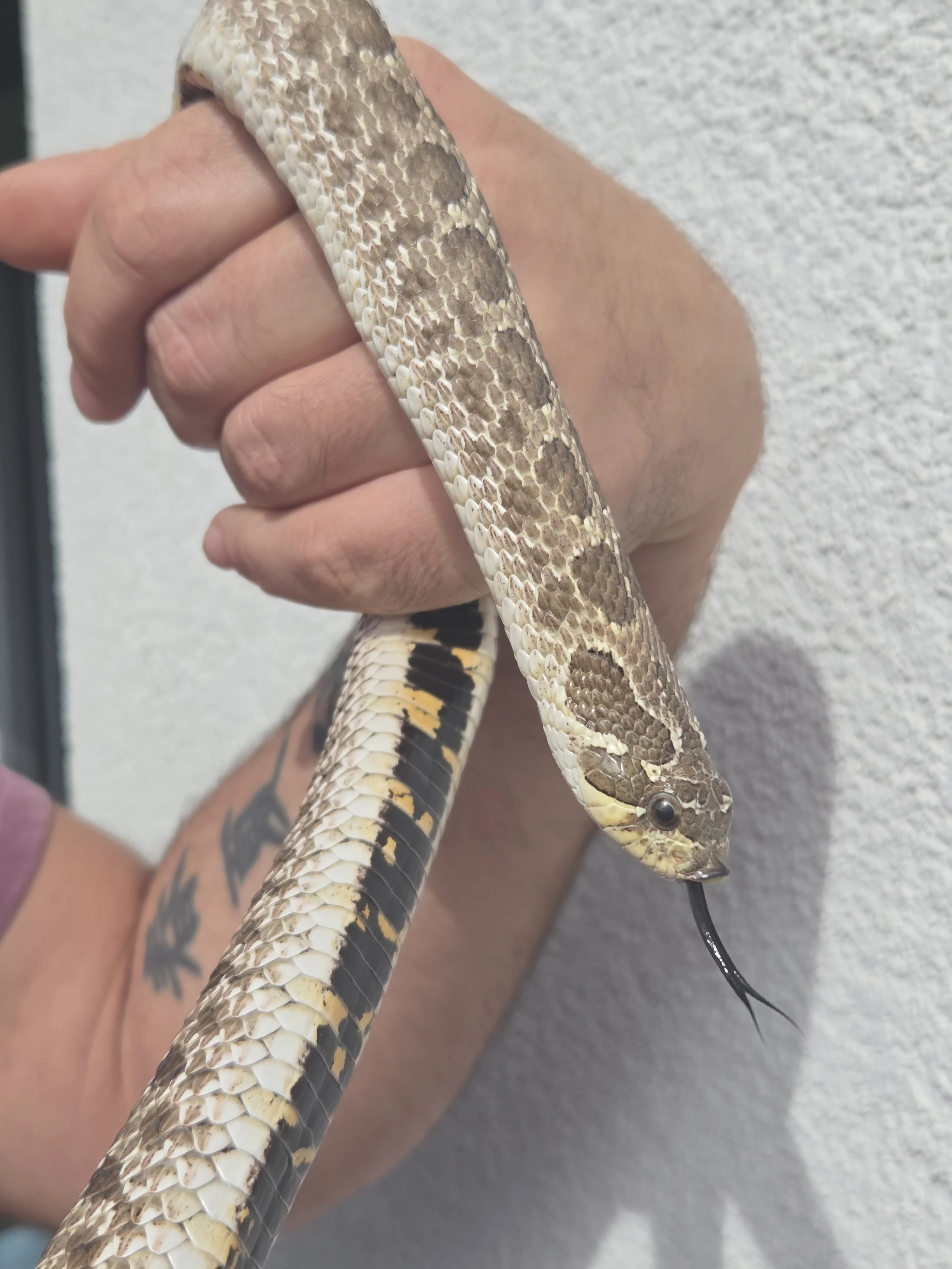 Heterodon nasicus
