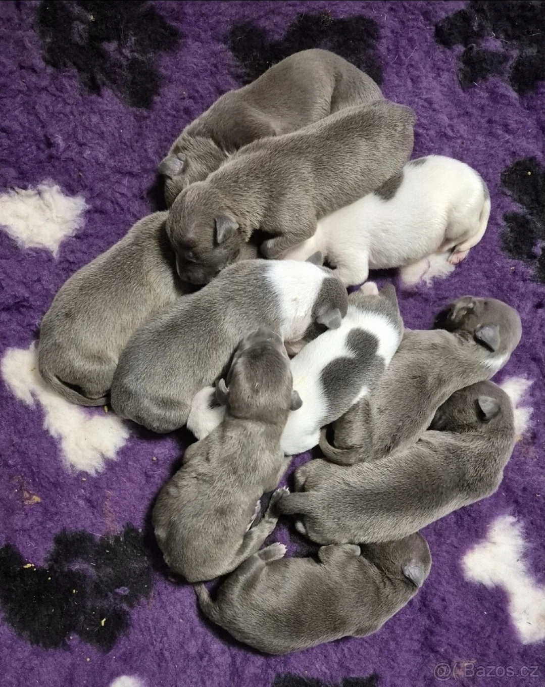 American bully xl s PP