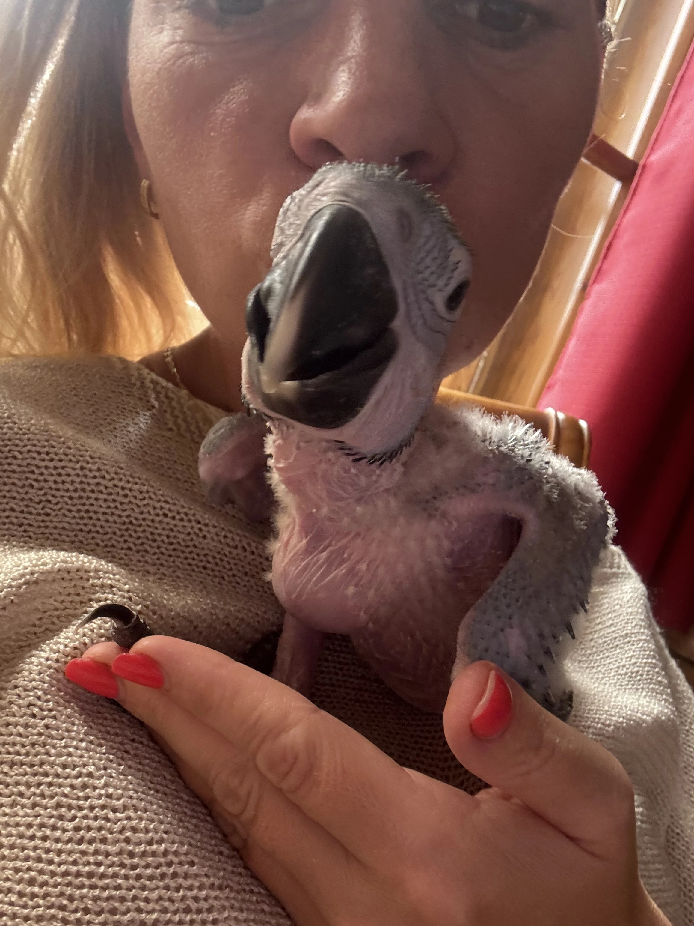Ara ararauna