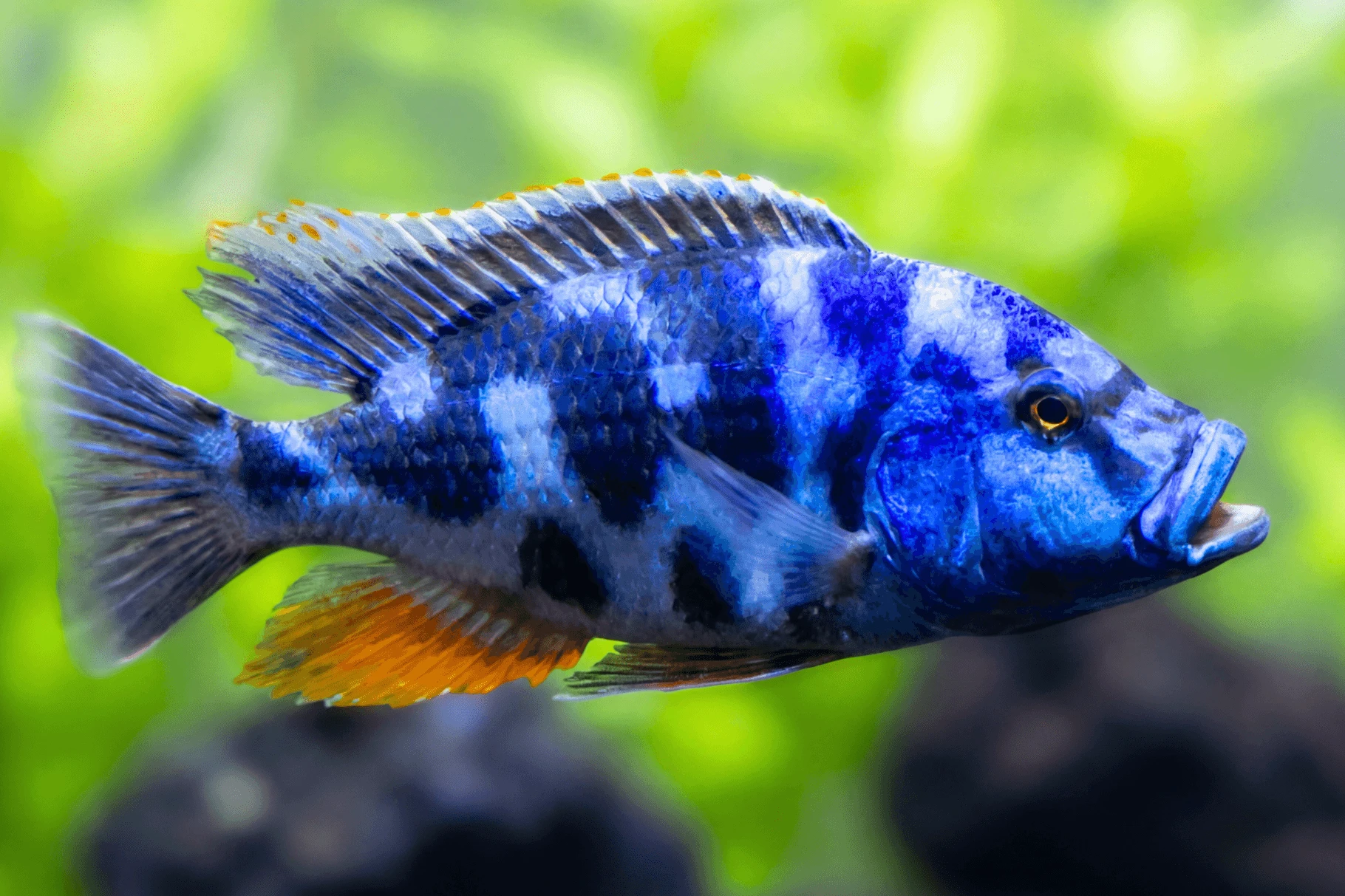 Nimbochromis livingstoni