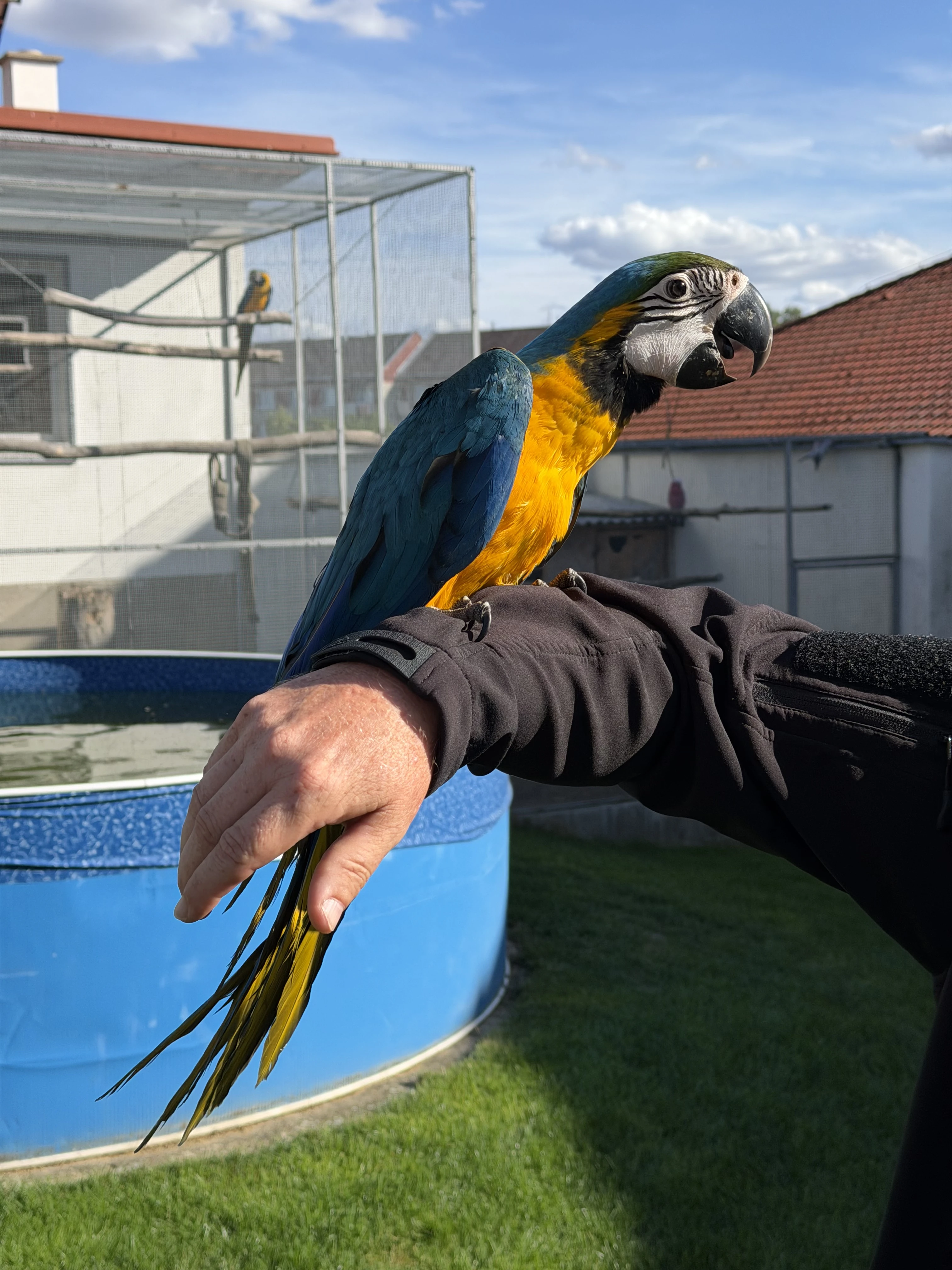 Prodám Ara ararauna
