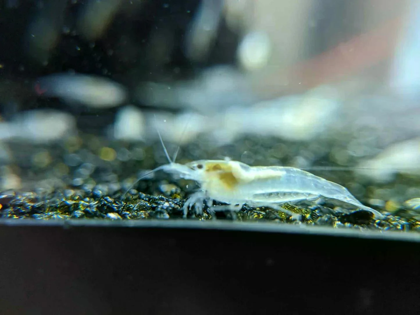 Neocaridina White Pearl