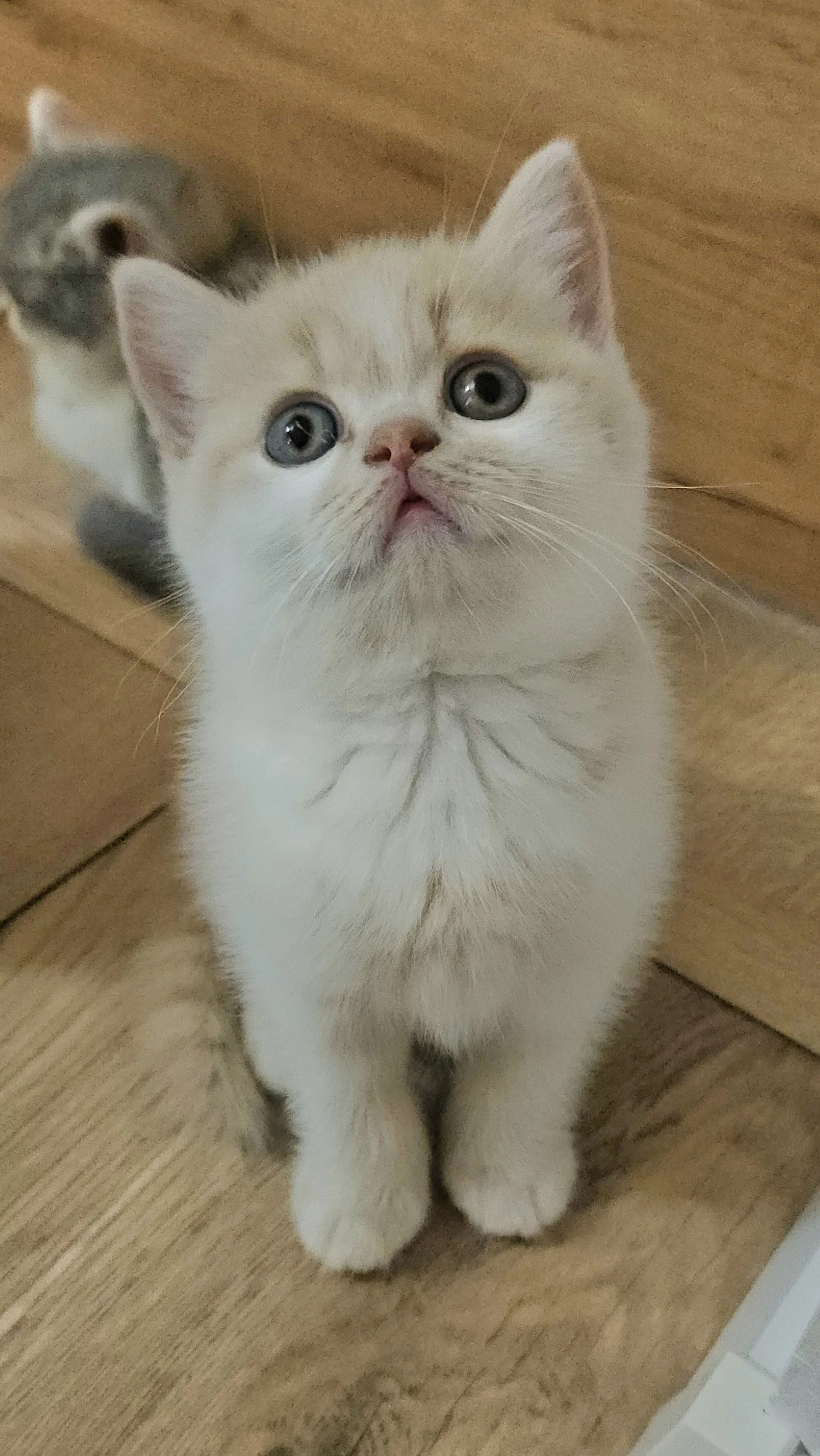 Britská krátkosrstá koťátka s PP ze zdravotně testovaného chovu