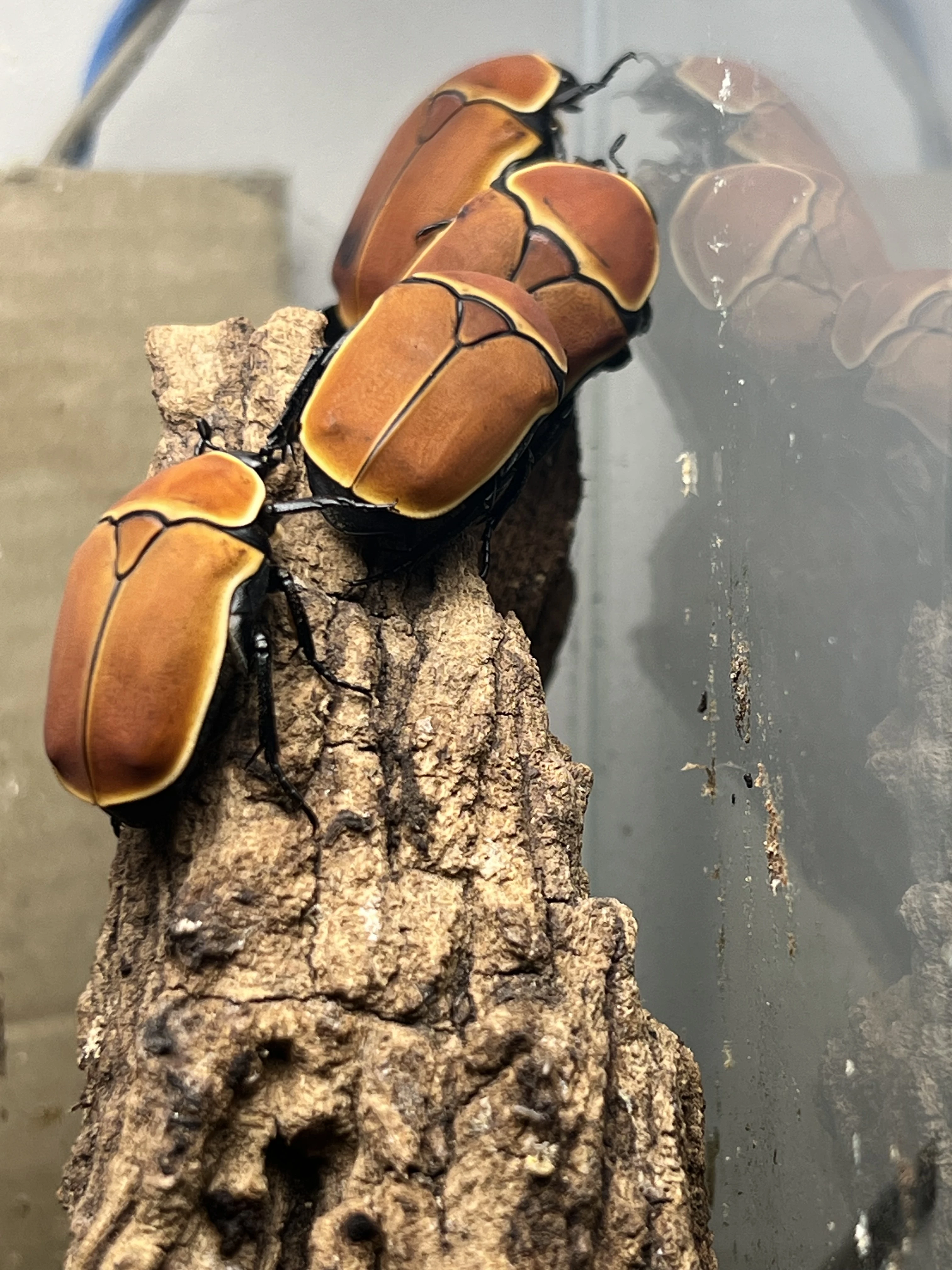 Pachnoda marginata rougeotti