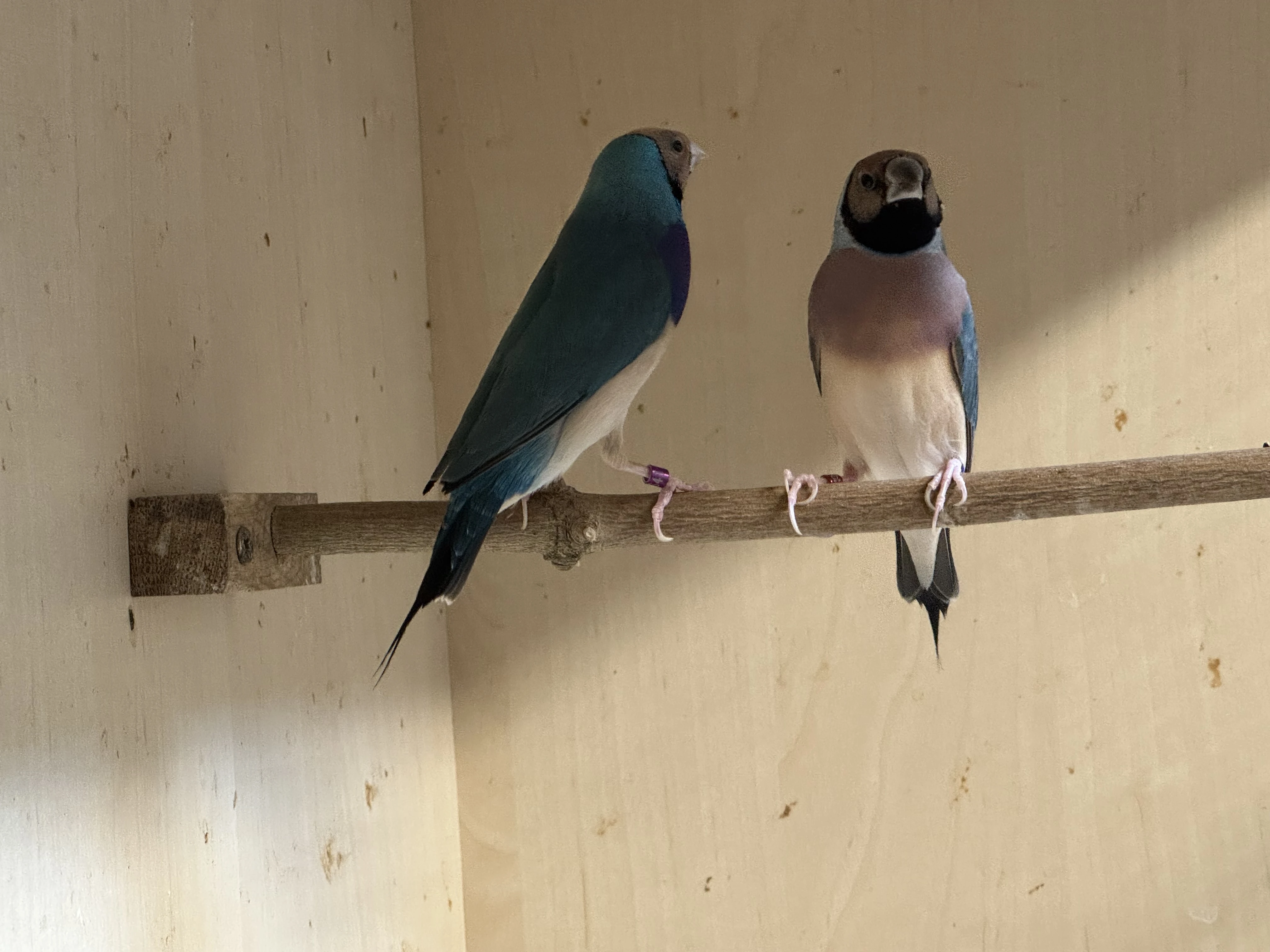 Amadiny guldove