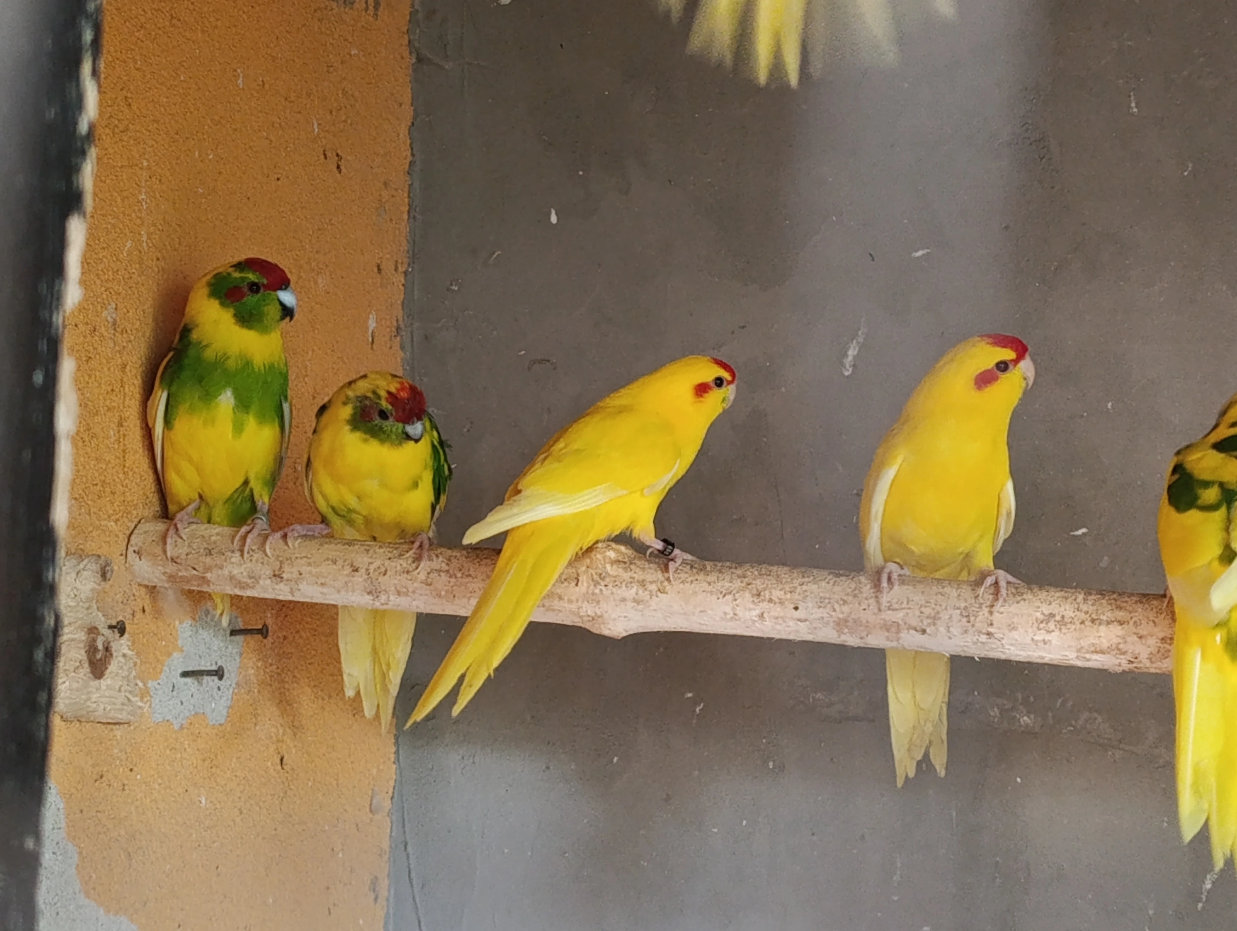 Kakariky