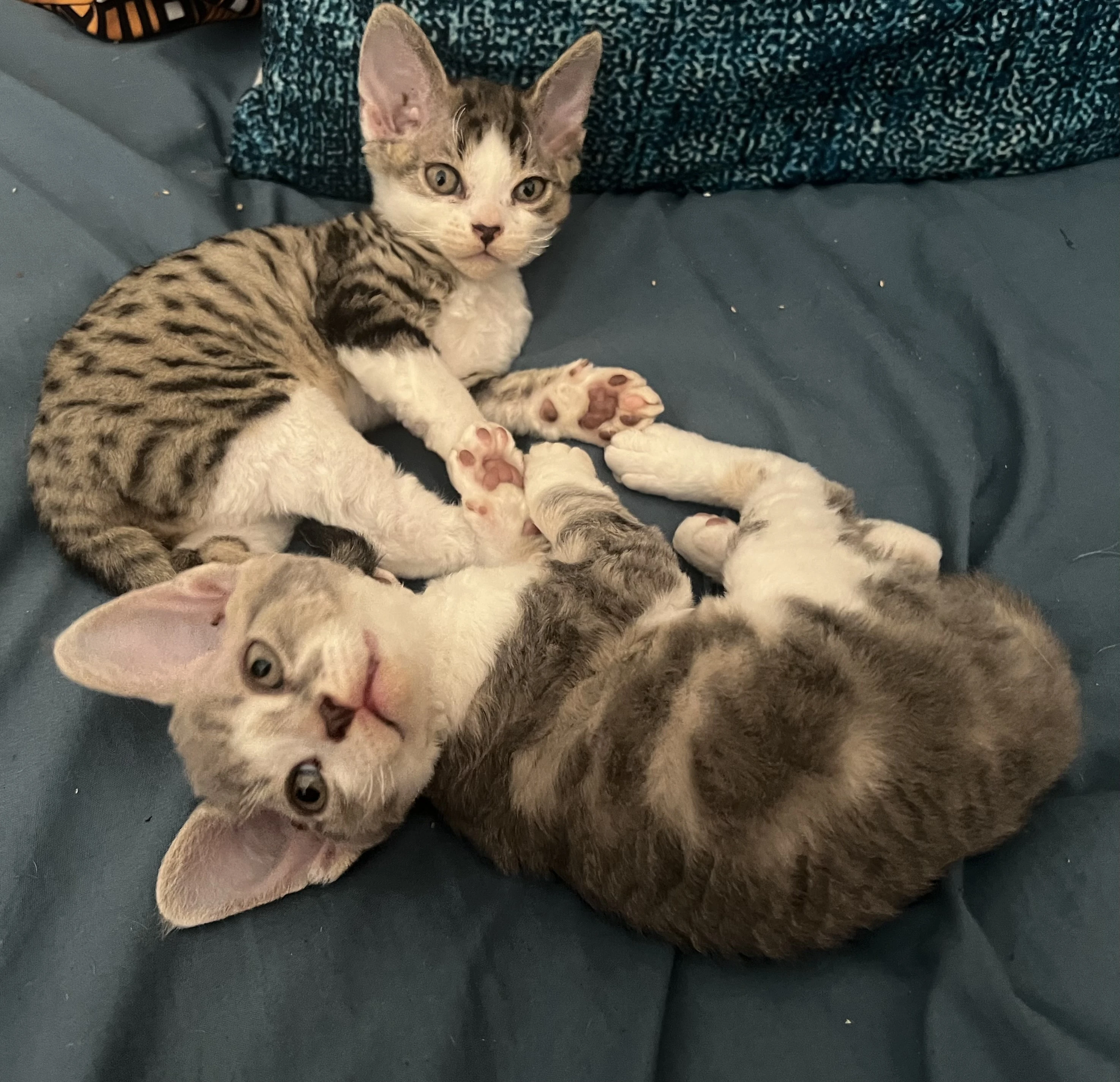 Devon Rex