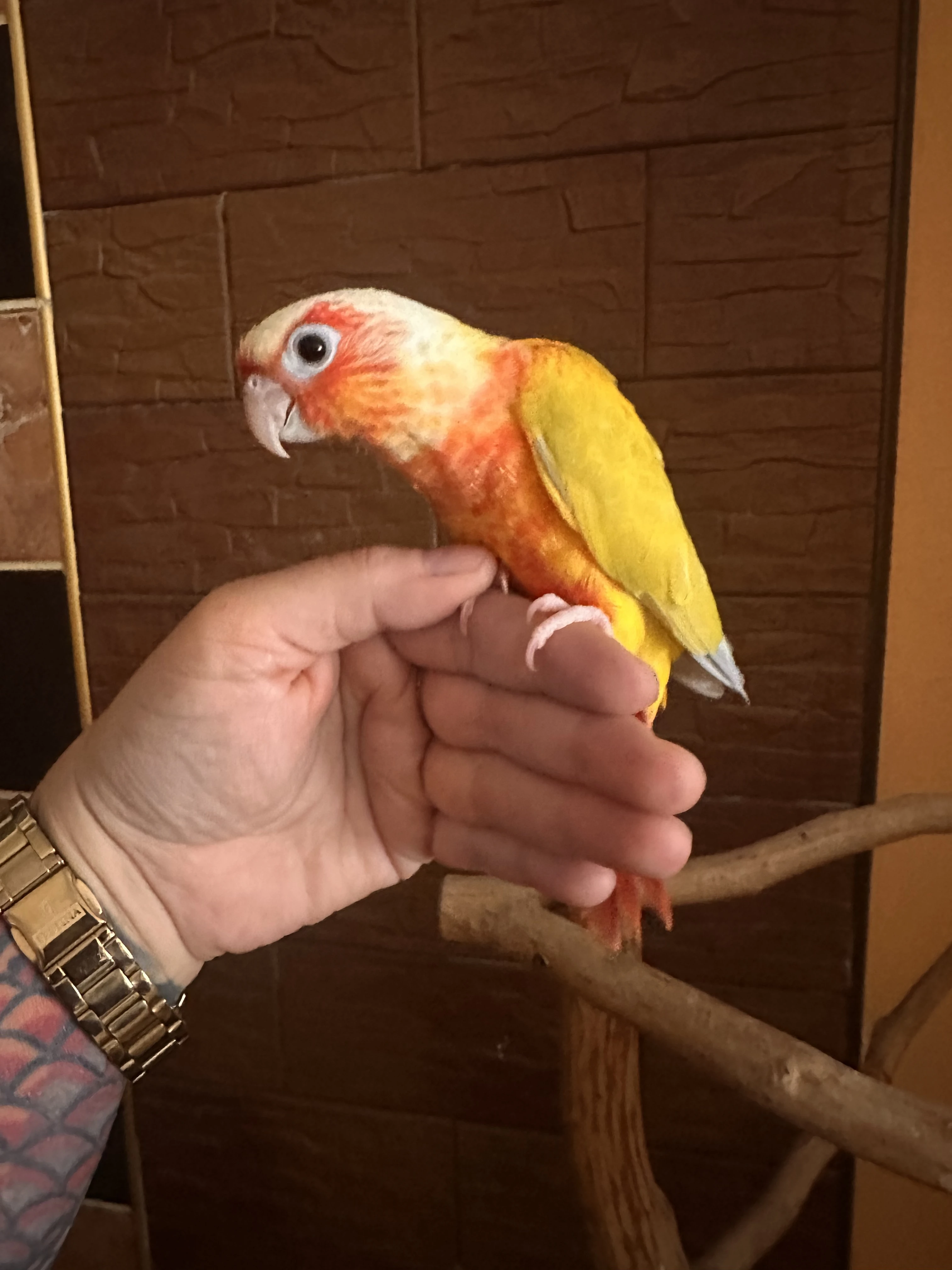 Pyrura zelenolicí Suncheek