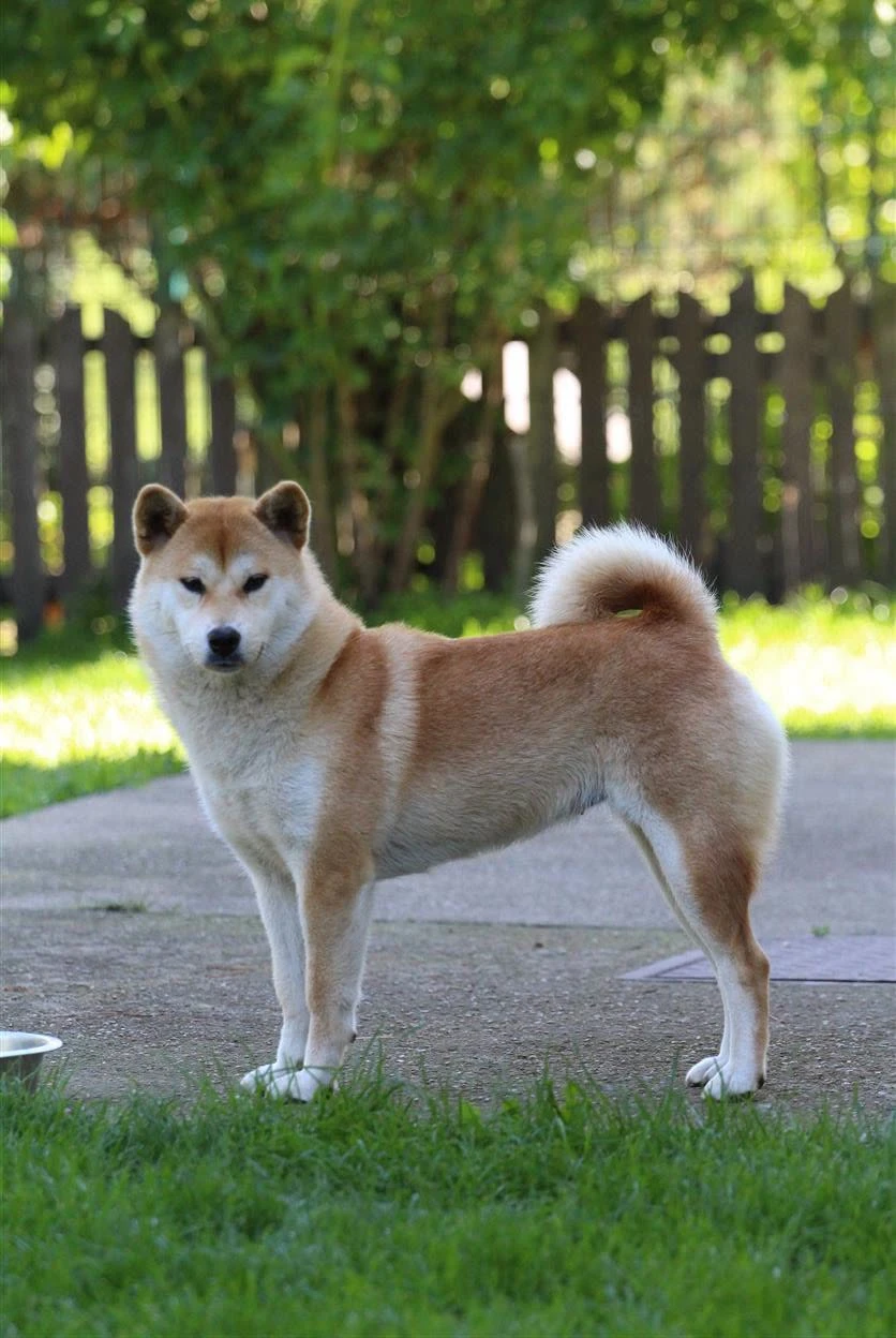 Shiba fenka