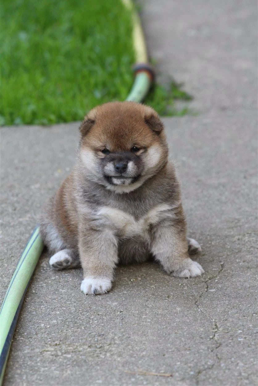 Shiba štěně pejsek