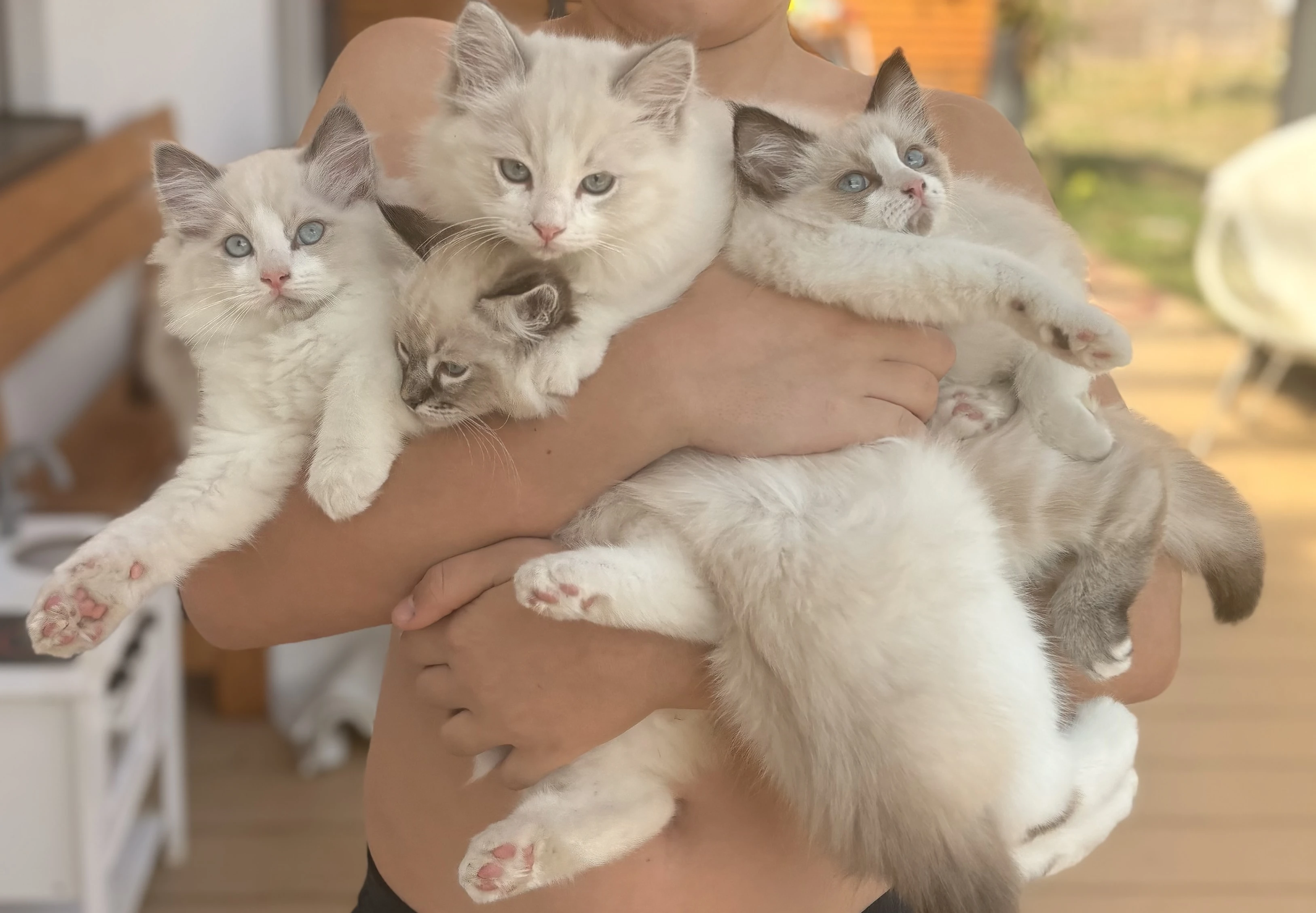 Ragdoll koťátko