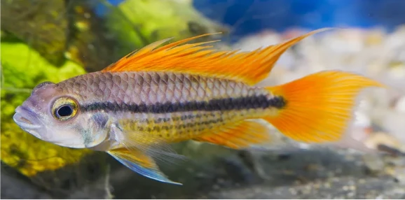 Cichlidka kakadu Orange (Apistogramma cacatuoides)