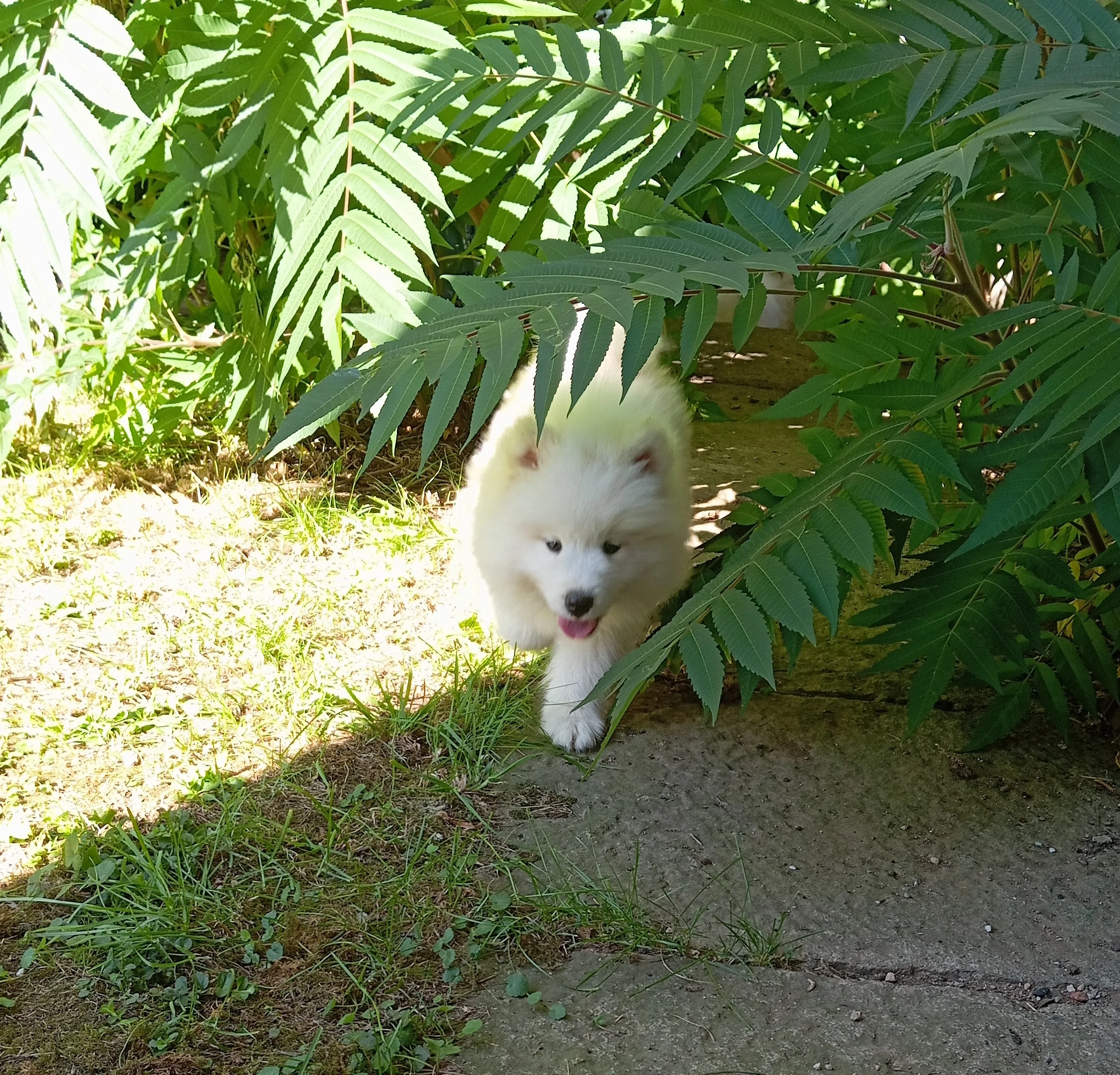 Samojed - štěňátka s PP