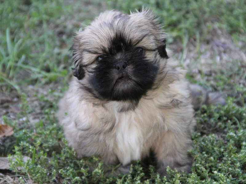 Shih-tzu, ši-cu - štěňátka s PP FCI