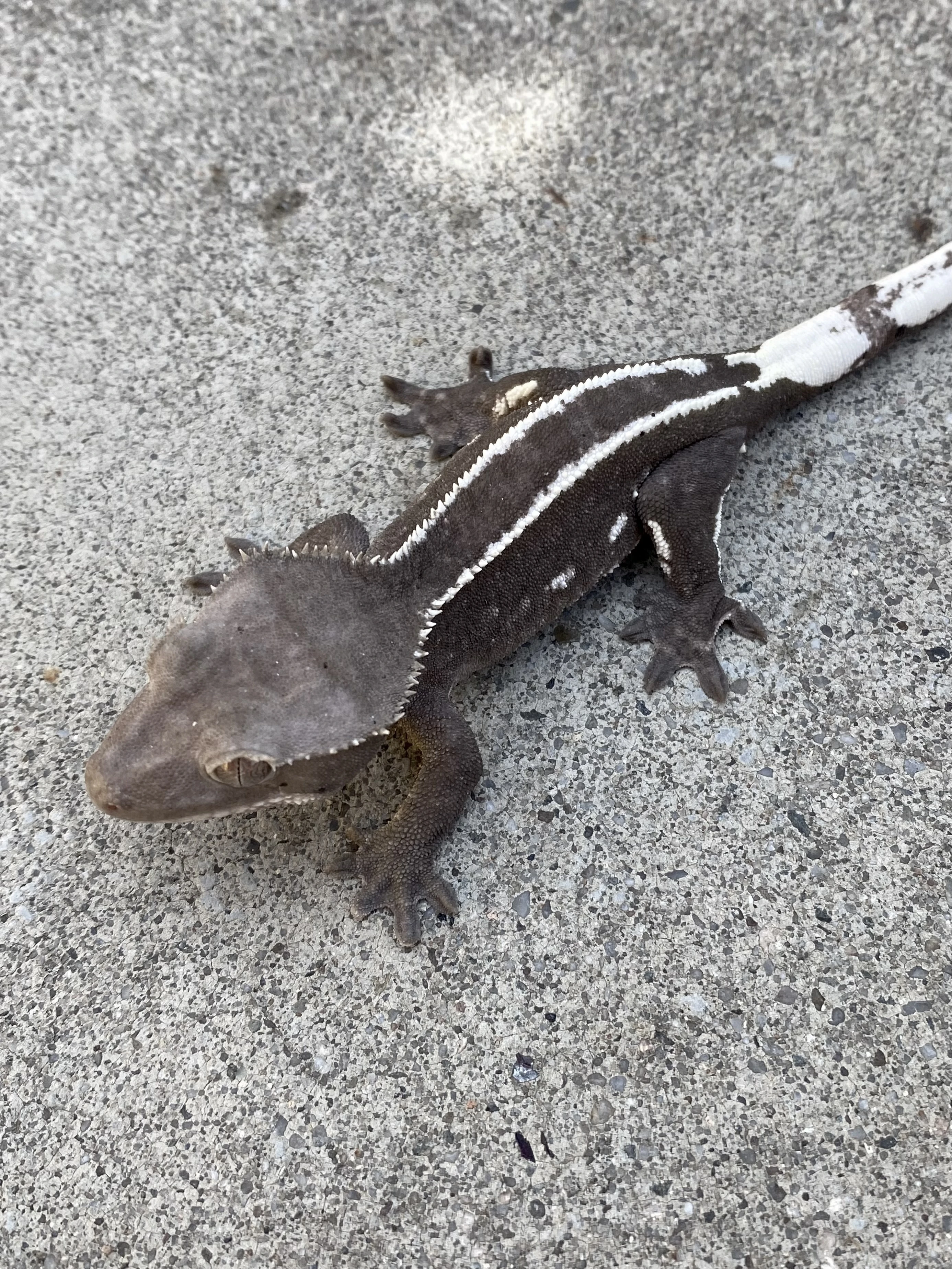 Axanthic c. Ciliatus