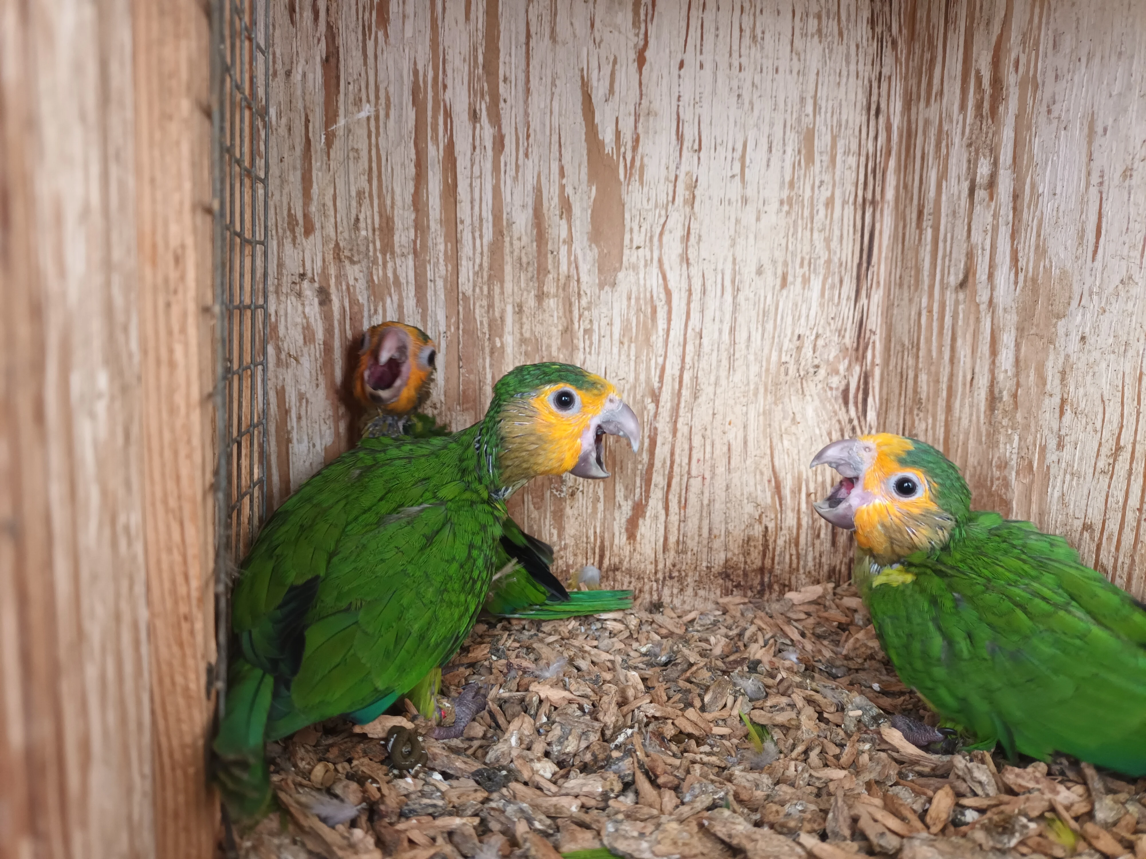Aratinga hnědohrdlý antilský (e. pertinax pertinax)