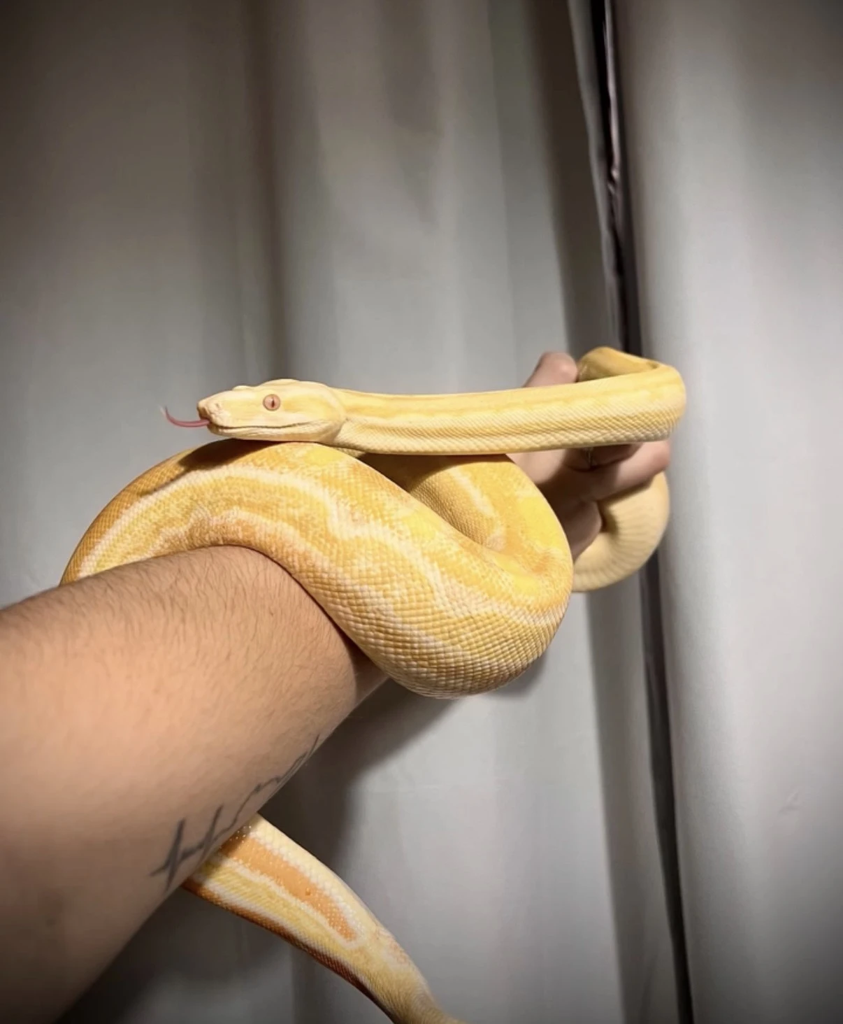 Boa constrictor imperator