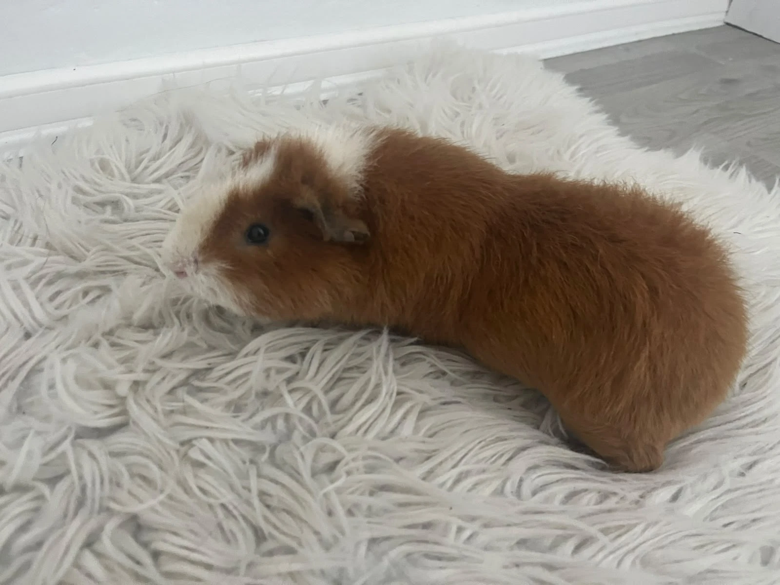Daruji 3 samečky morčátek