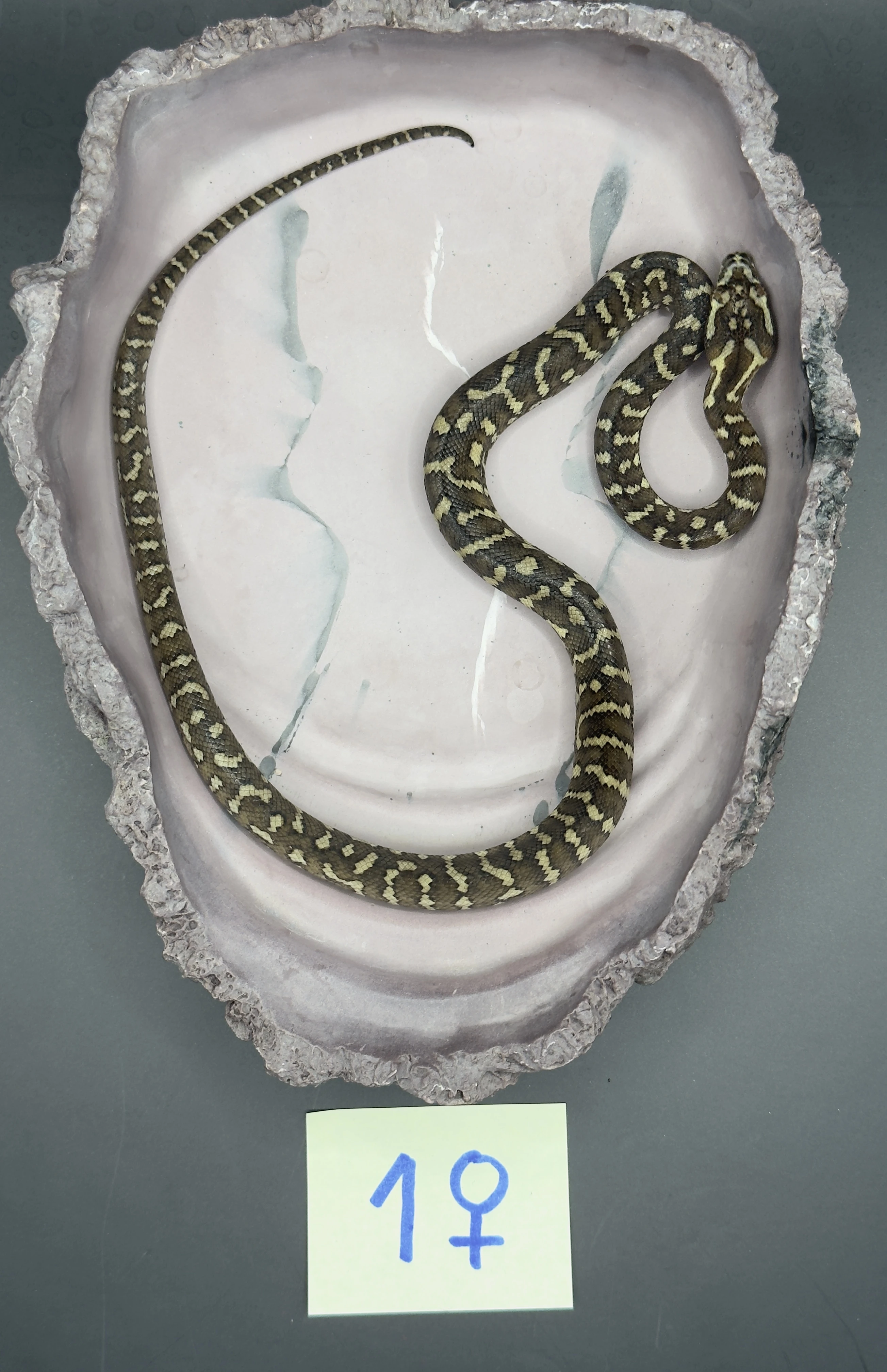 Krajta Cheyneova (Morelia spilota cheynei) 06/26