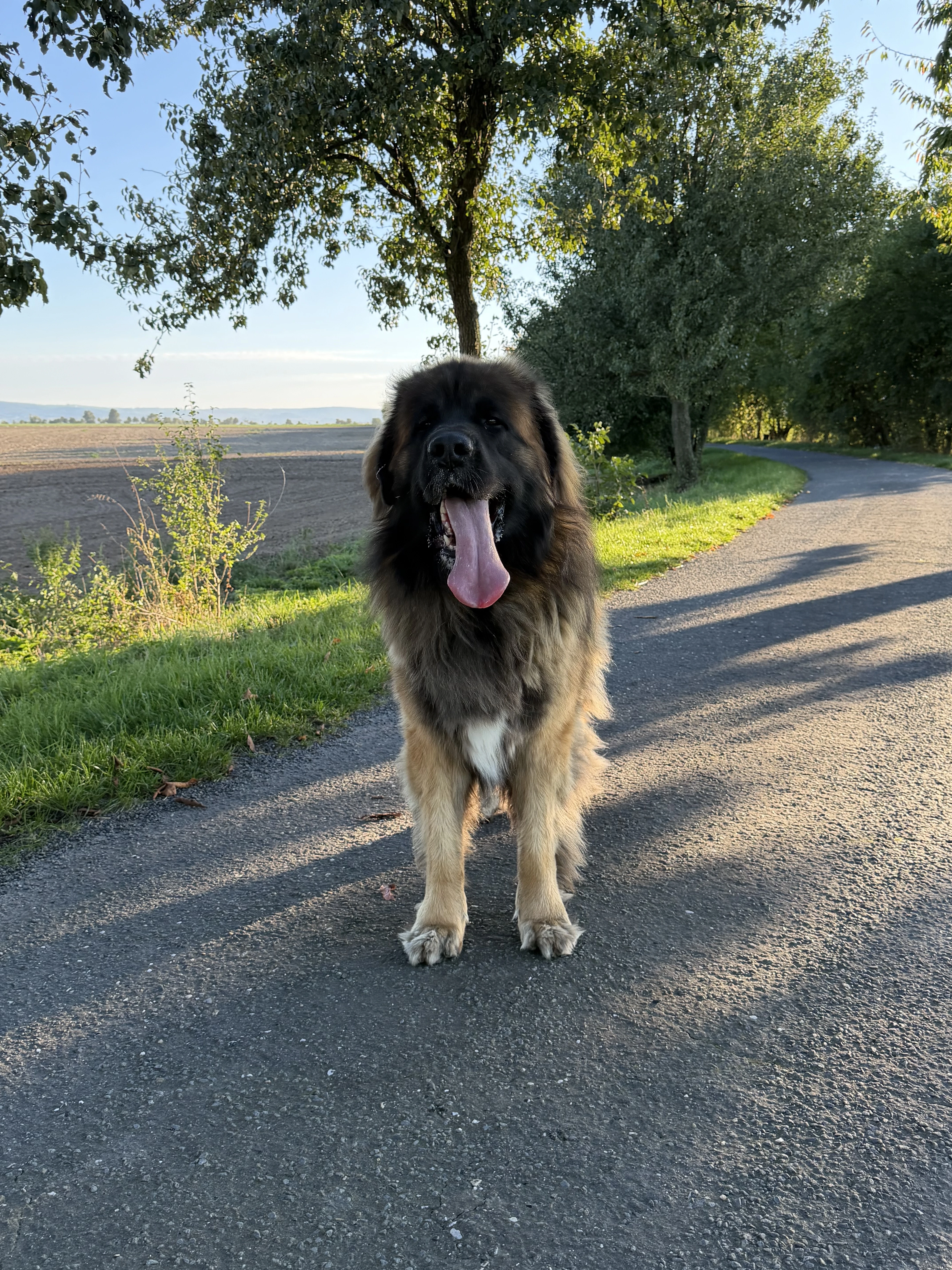 Leonberger s PP – krásné fenečky po šampionech
