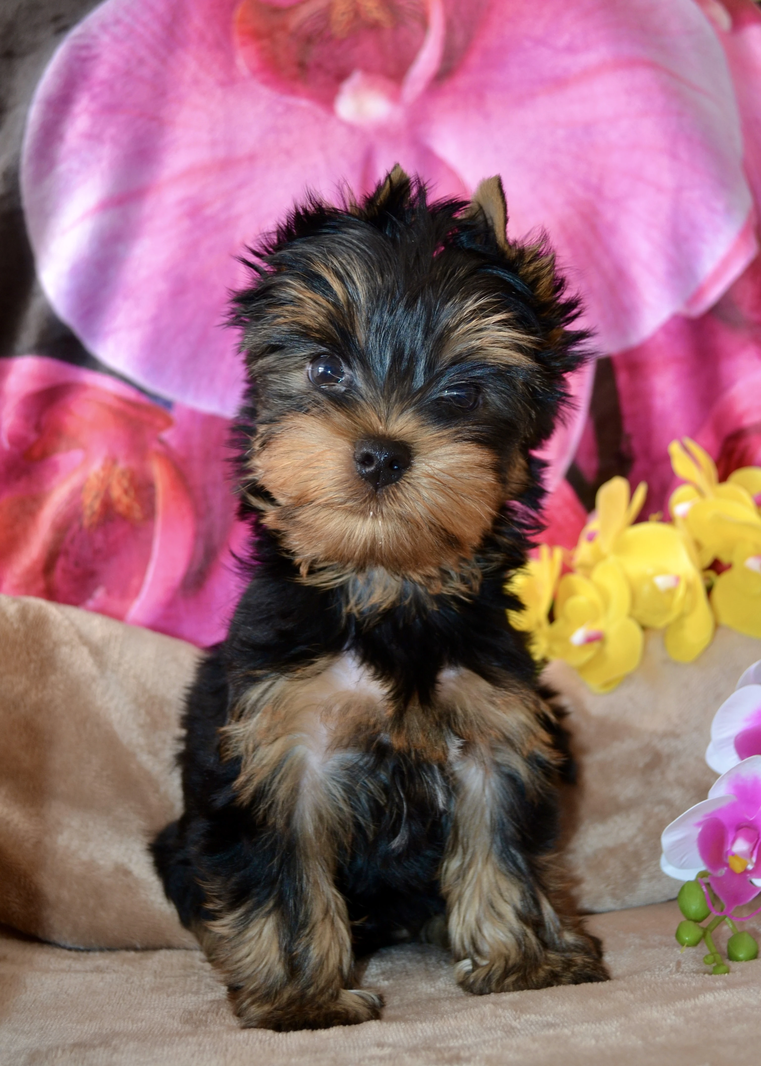 Jorkšírský teriér / Yorkshire Terrier