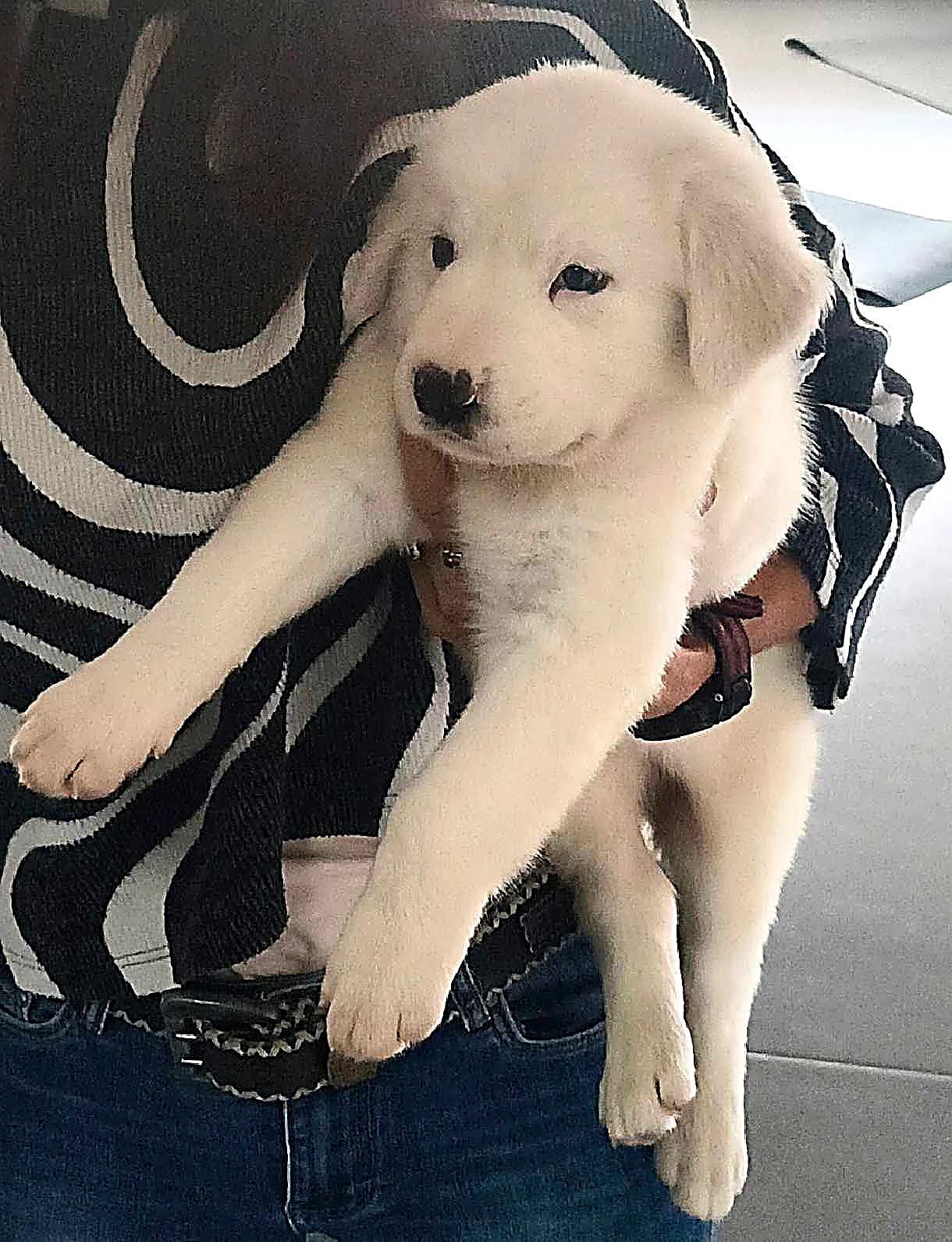 Štěně Středoasijský pastevecký pes