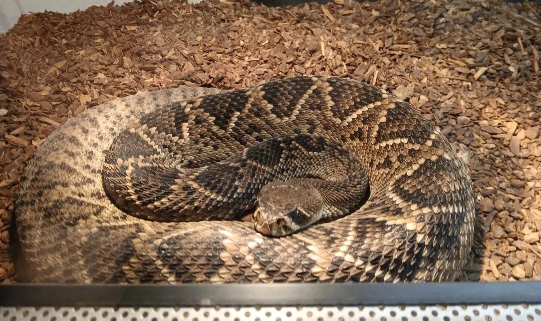 Crotalus adamanteus