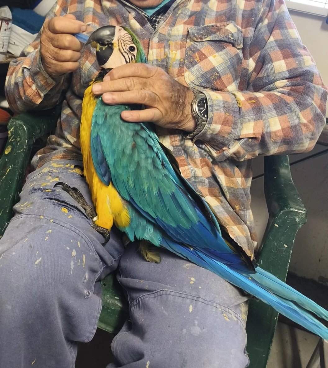 Ara ararauna