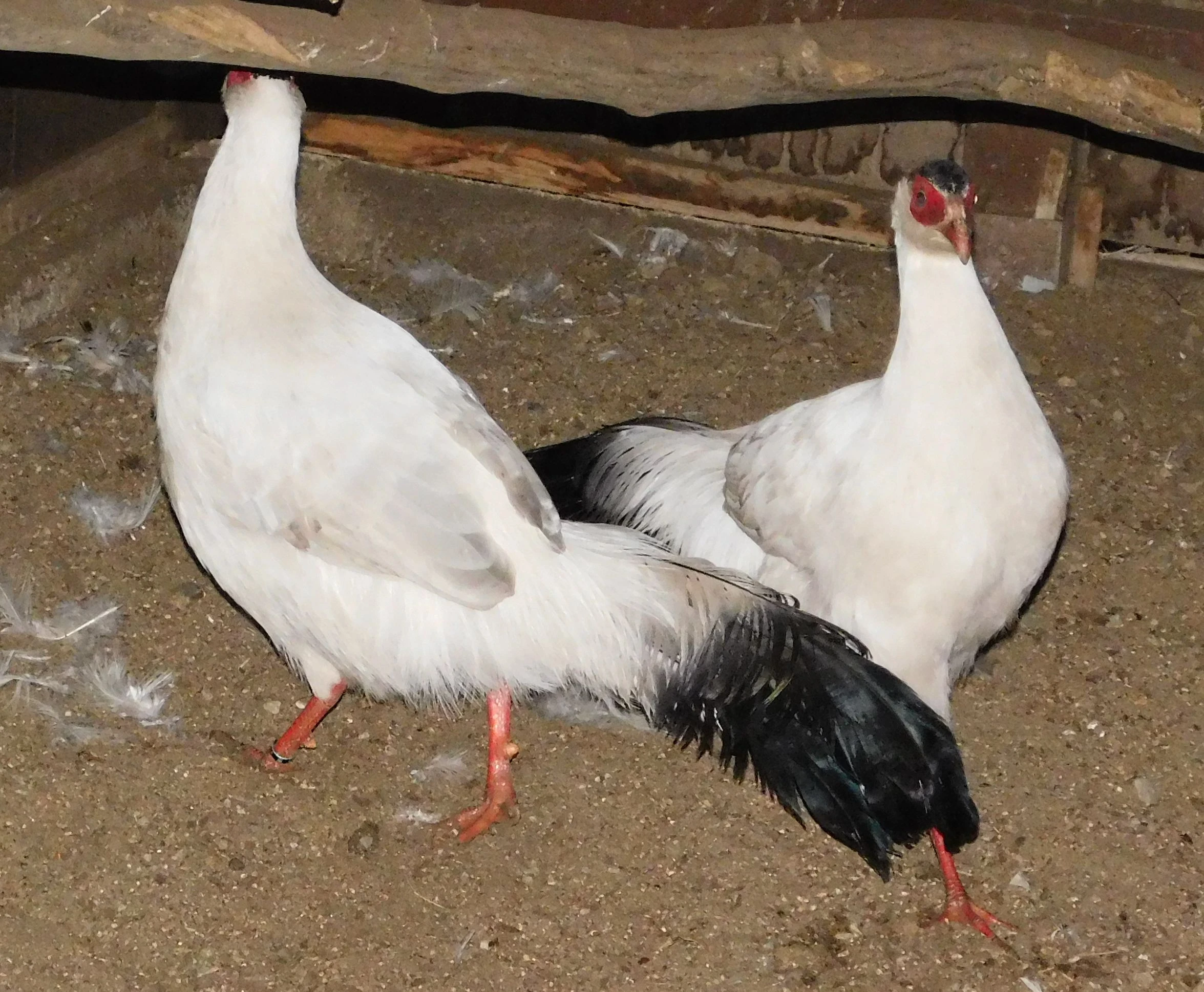 Bažant tibetský