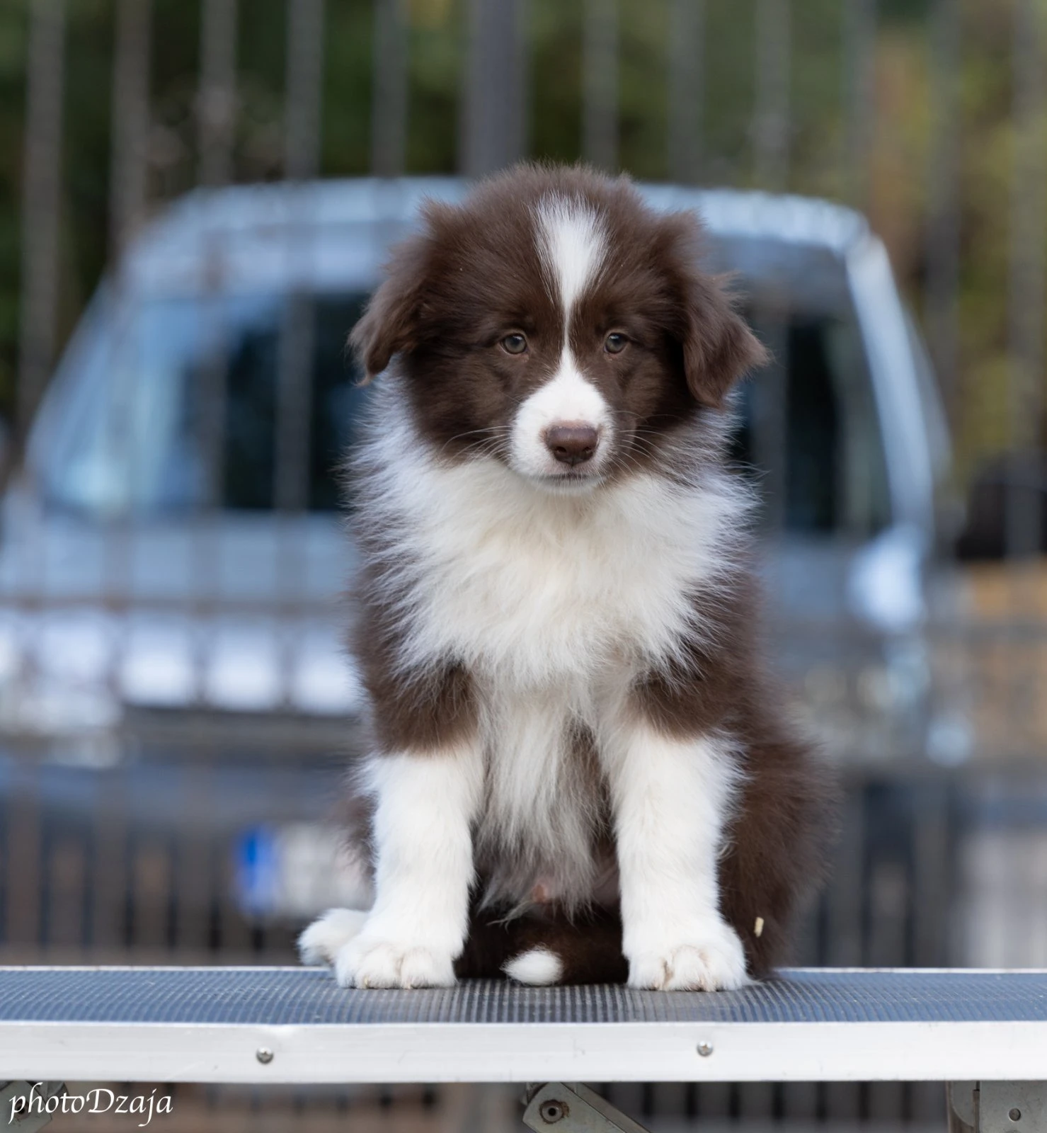 Border Collie štěňata