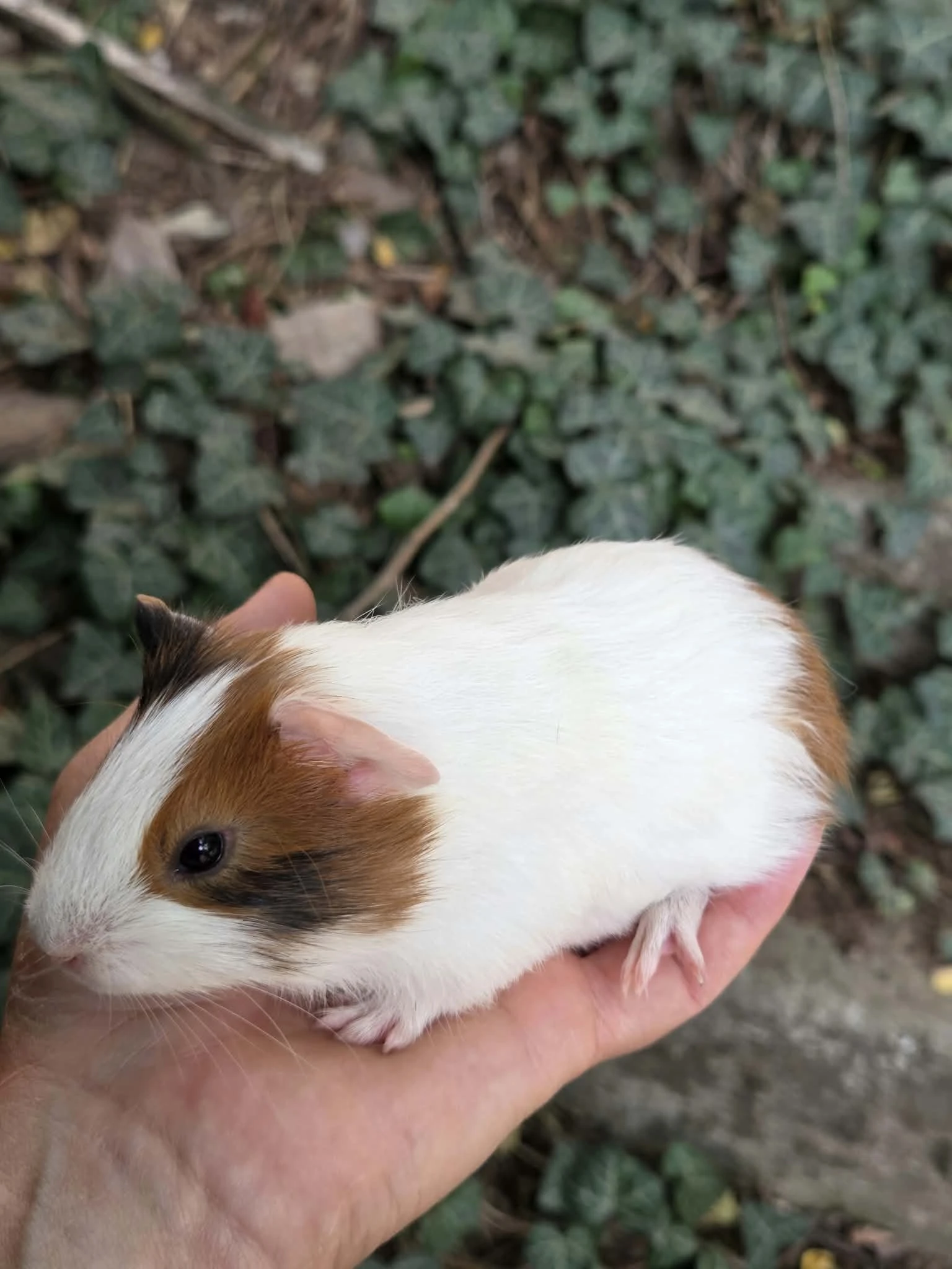 Morče - malá morčátka k ochočení