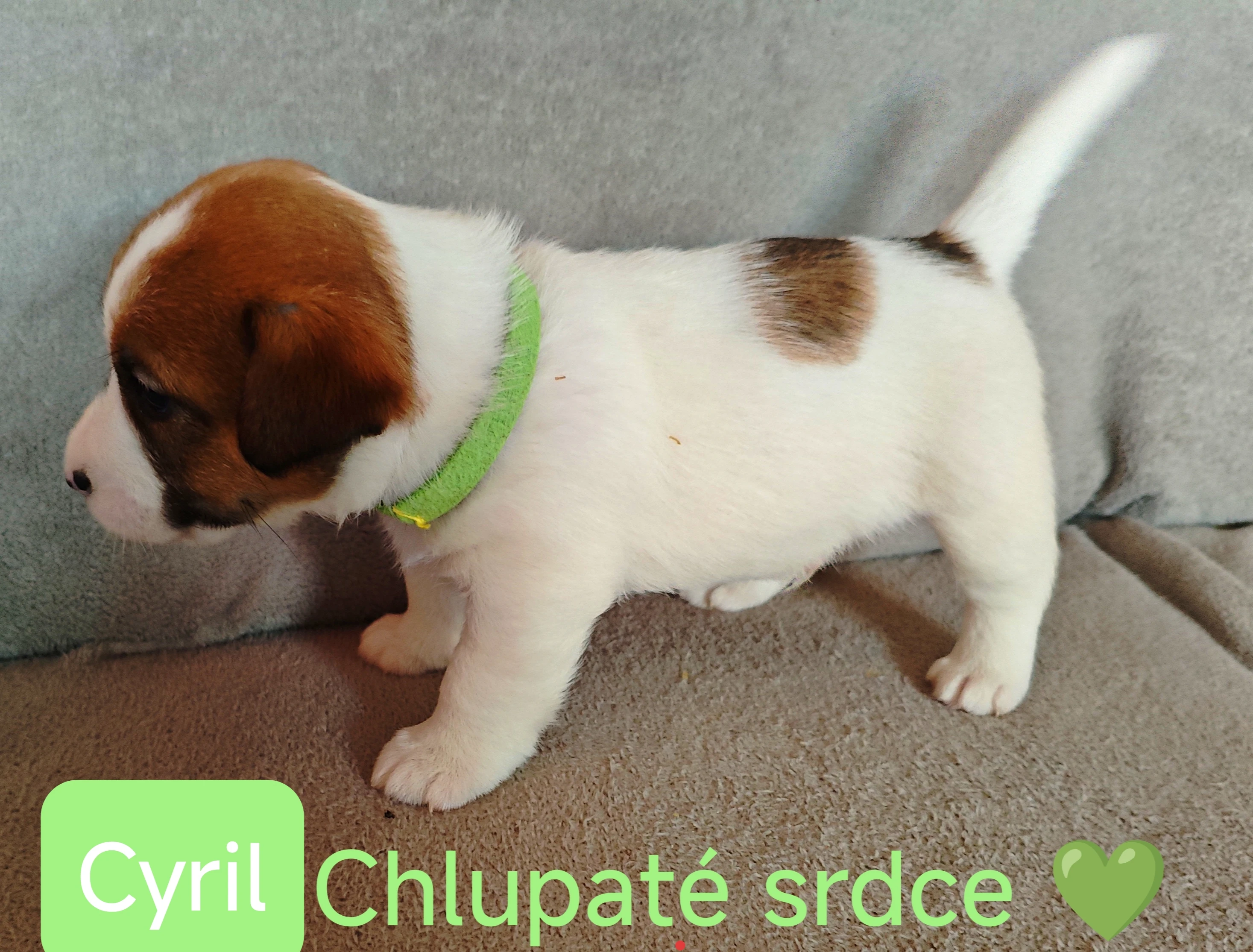 Štěně jrt