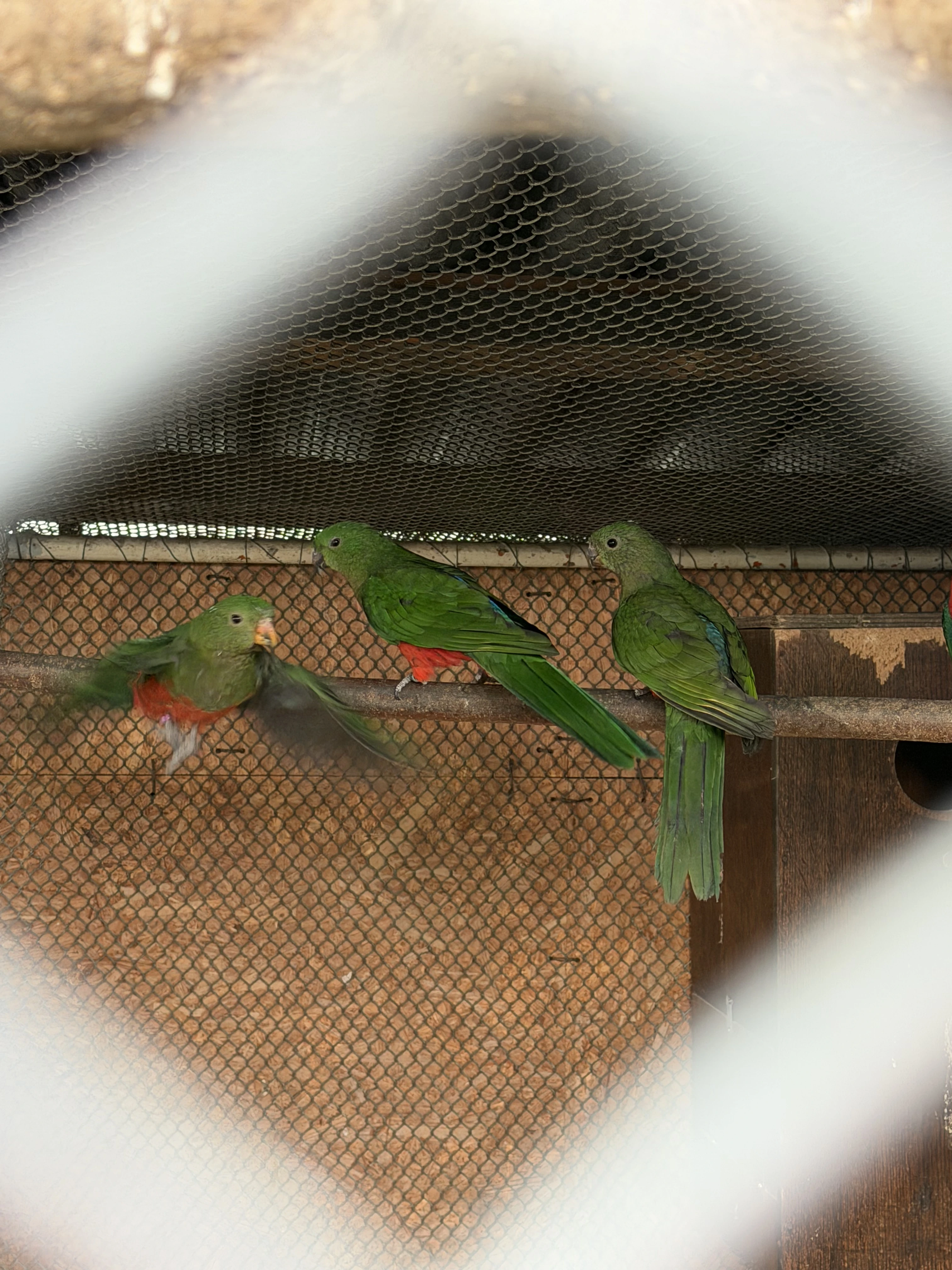 Papoušek královský