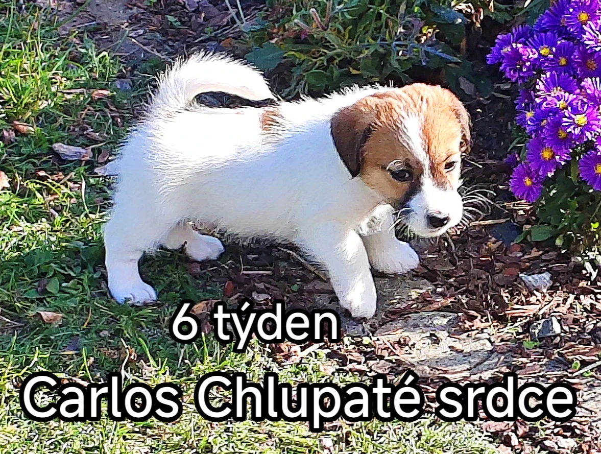 Štěně jrt