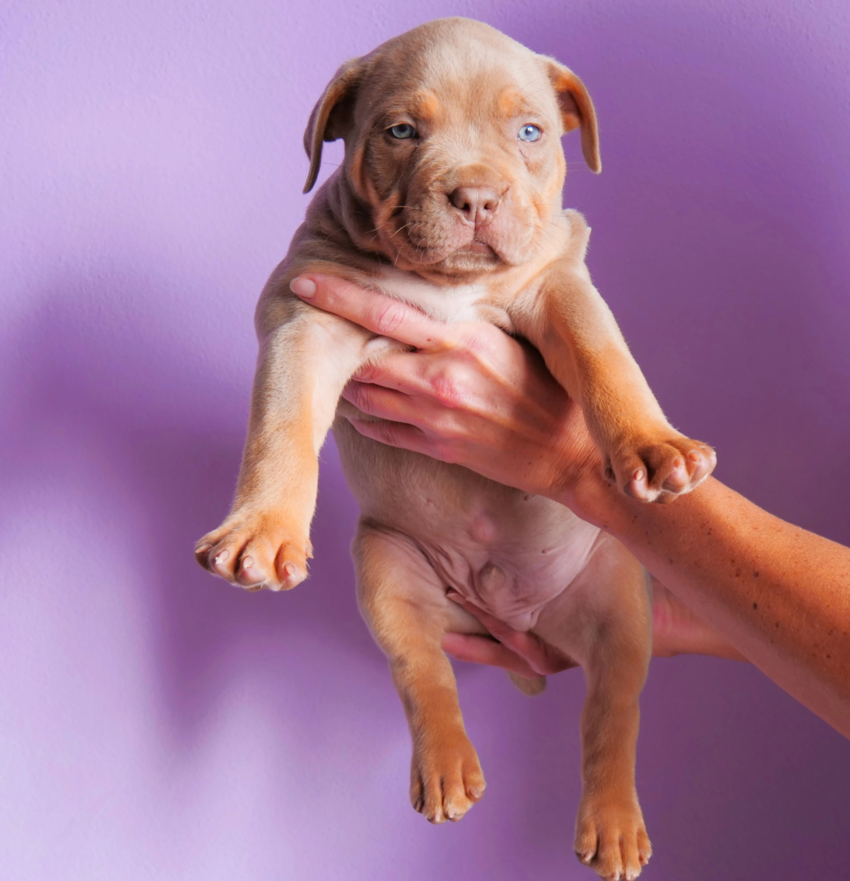 Štěňátka American Bully XL
