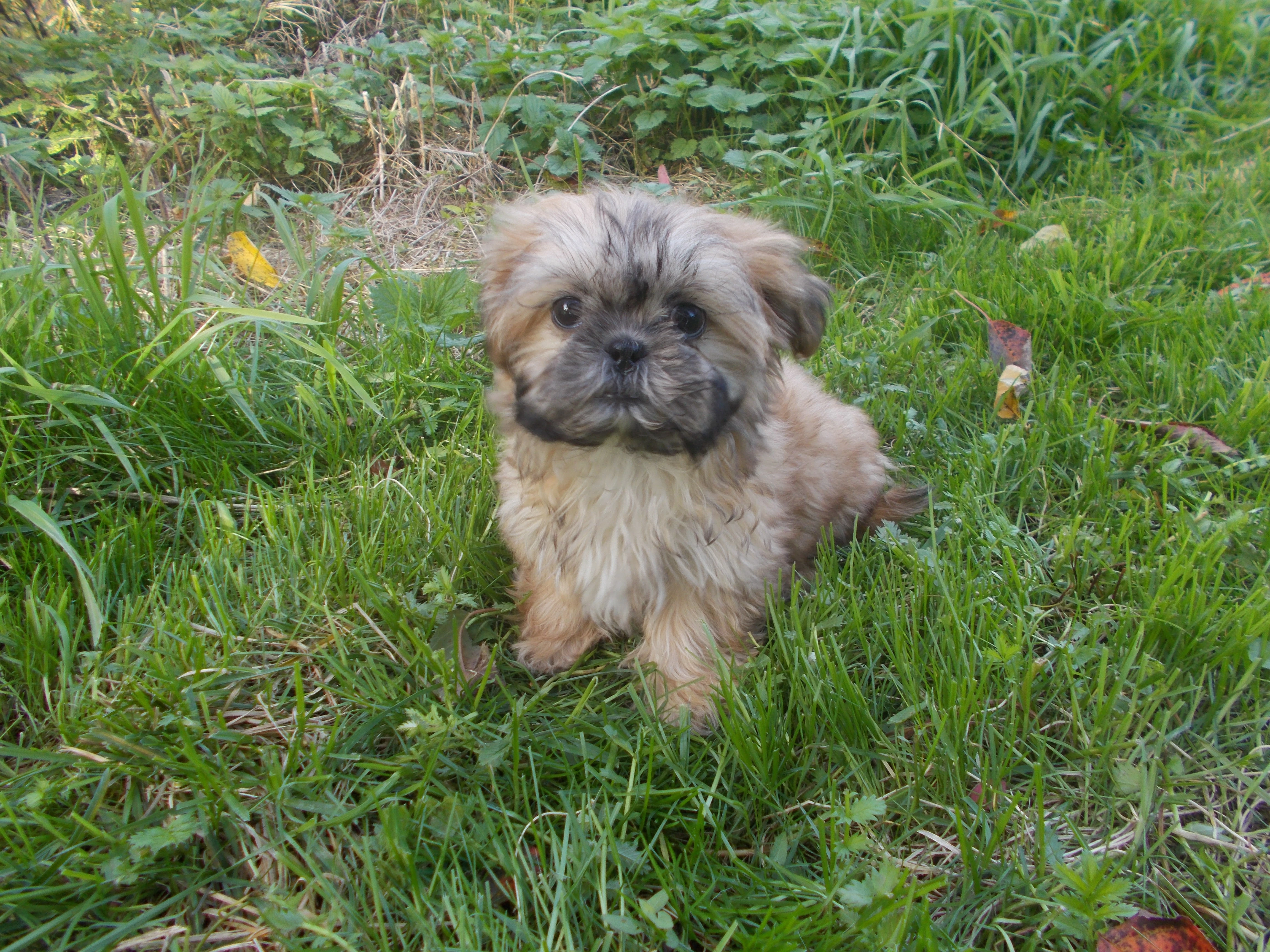Prodám štěňátka Shih-tzu
