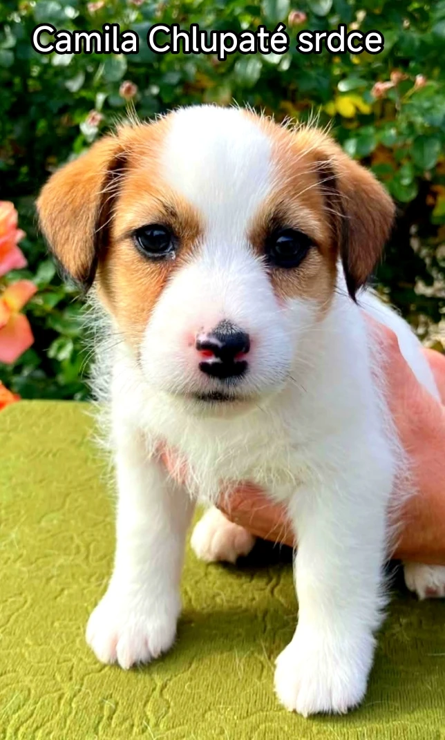 Štěně jrt