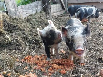 Mazlivá selátka kune kune – 4 kanečci a 1 sviňka - čistokrevná