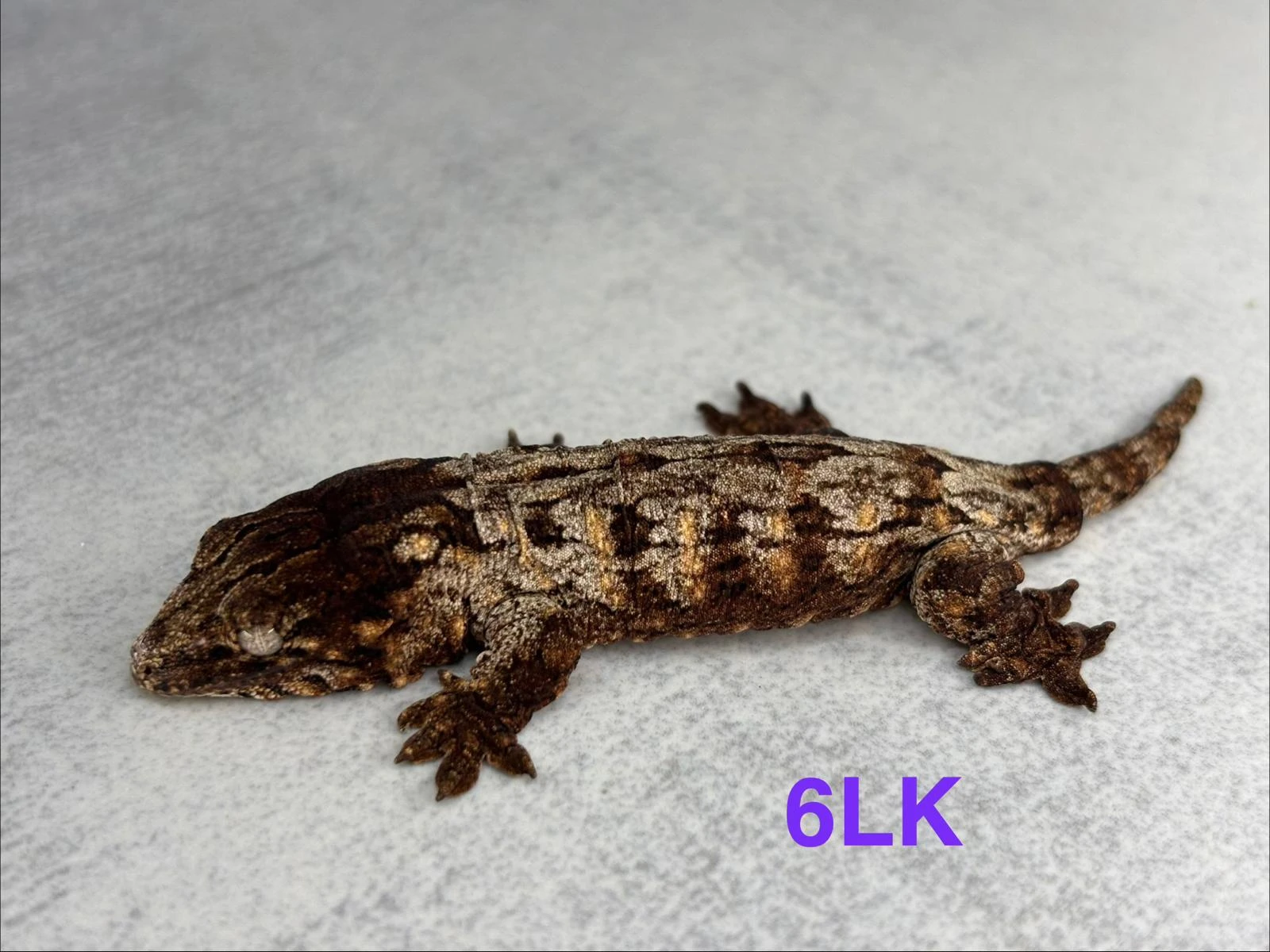 Mláďata R. Leachianus Mt. Koghis- Dark line