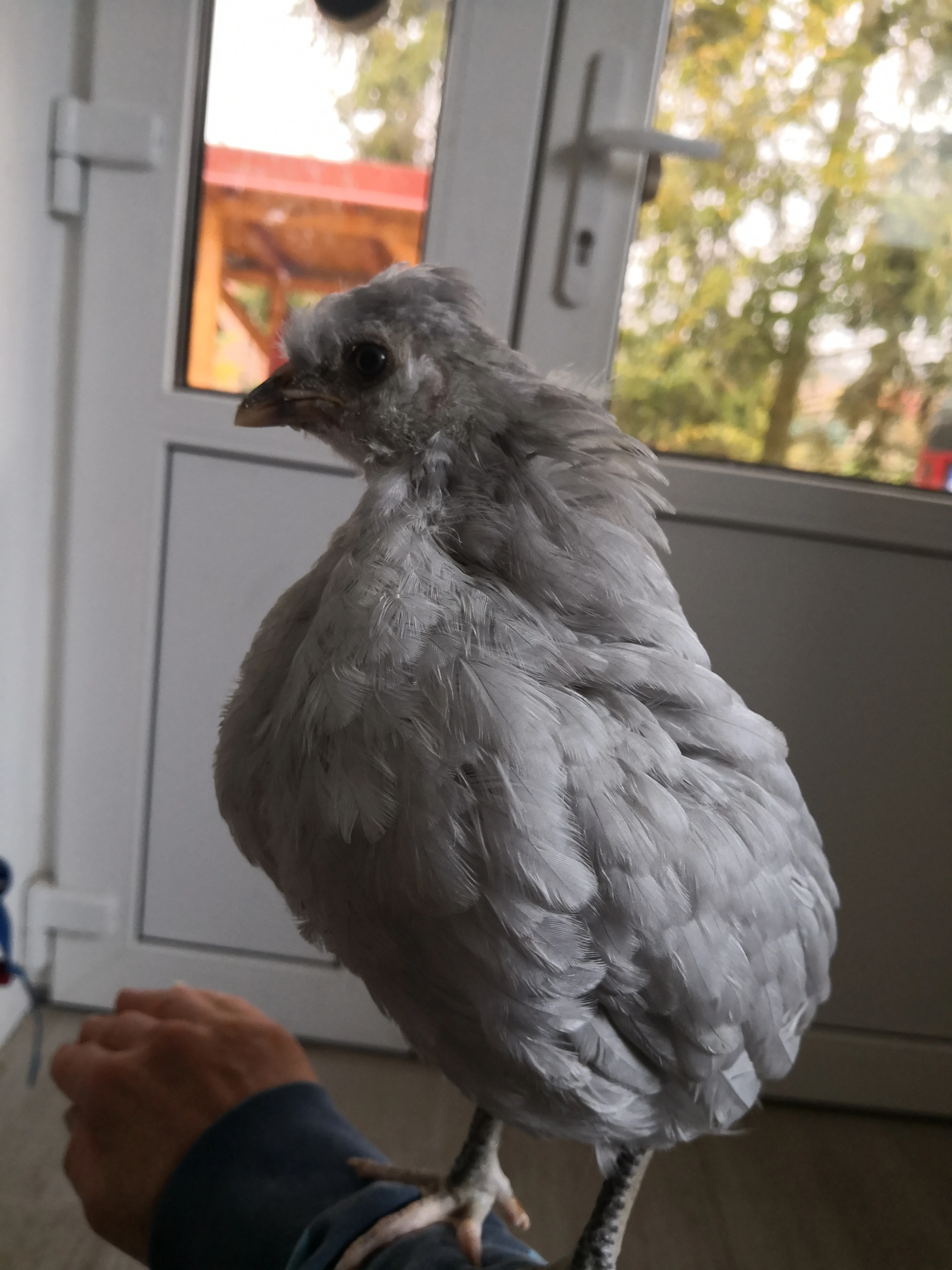Chovný kohoutek araukana lavender