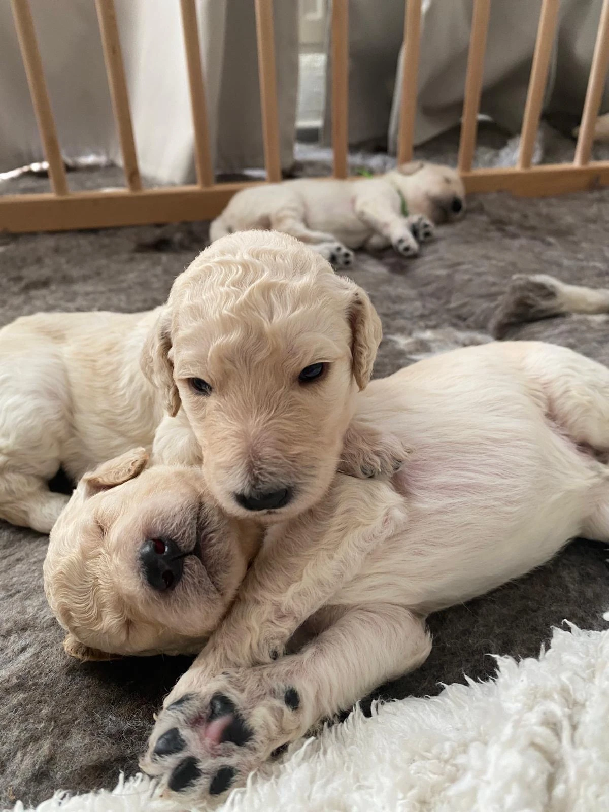 Multigeneracny Labradoodle