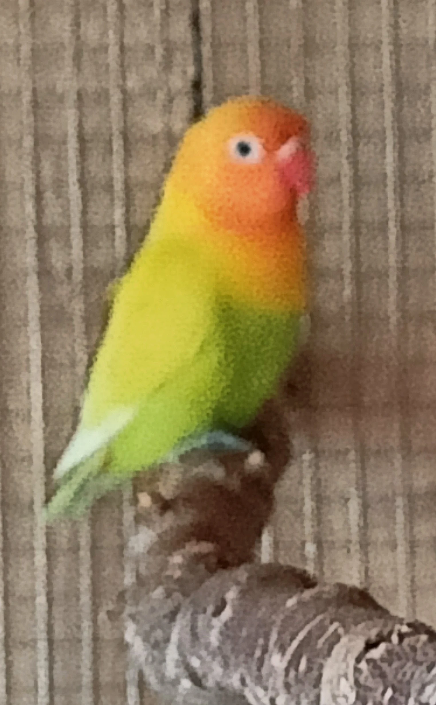 Agapornis