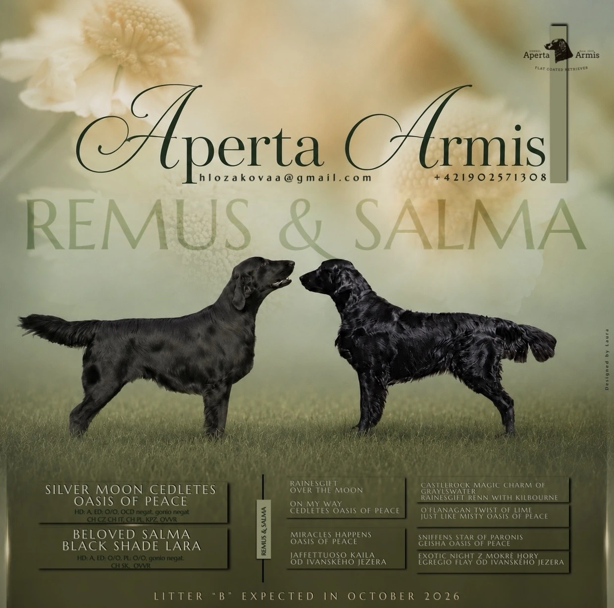 Flat coated retriever – šteniatka s PP (FCI) po šampiónskych rodičoch
