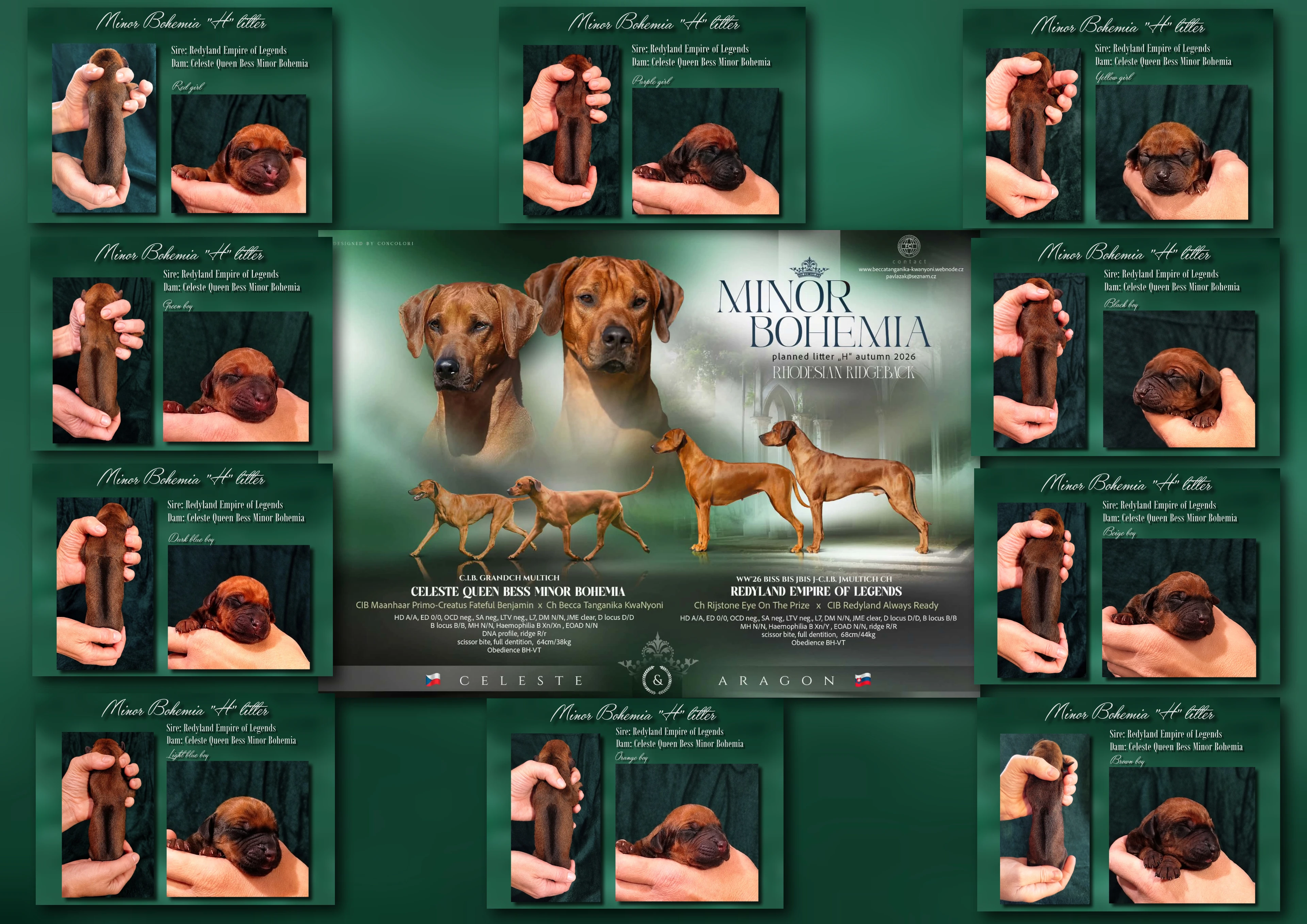 Rhodéský ridgeback - štěňátka s PP