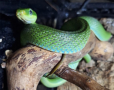 Gonyosoma prasinum