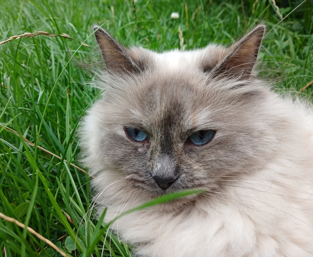  Krásná Ragdoll kočička