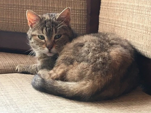 Kočička Summer hledá nový domov