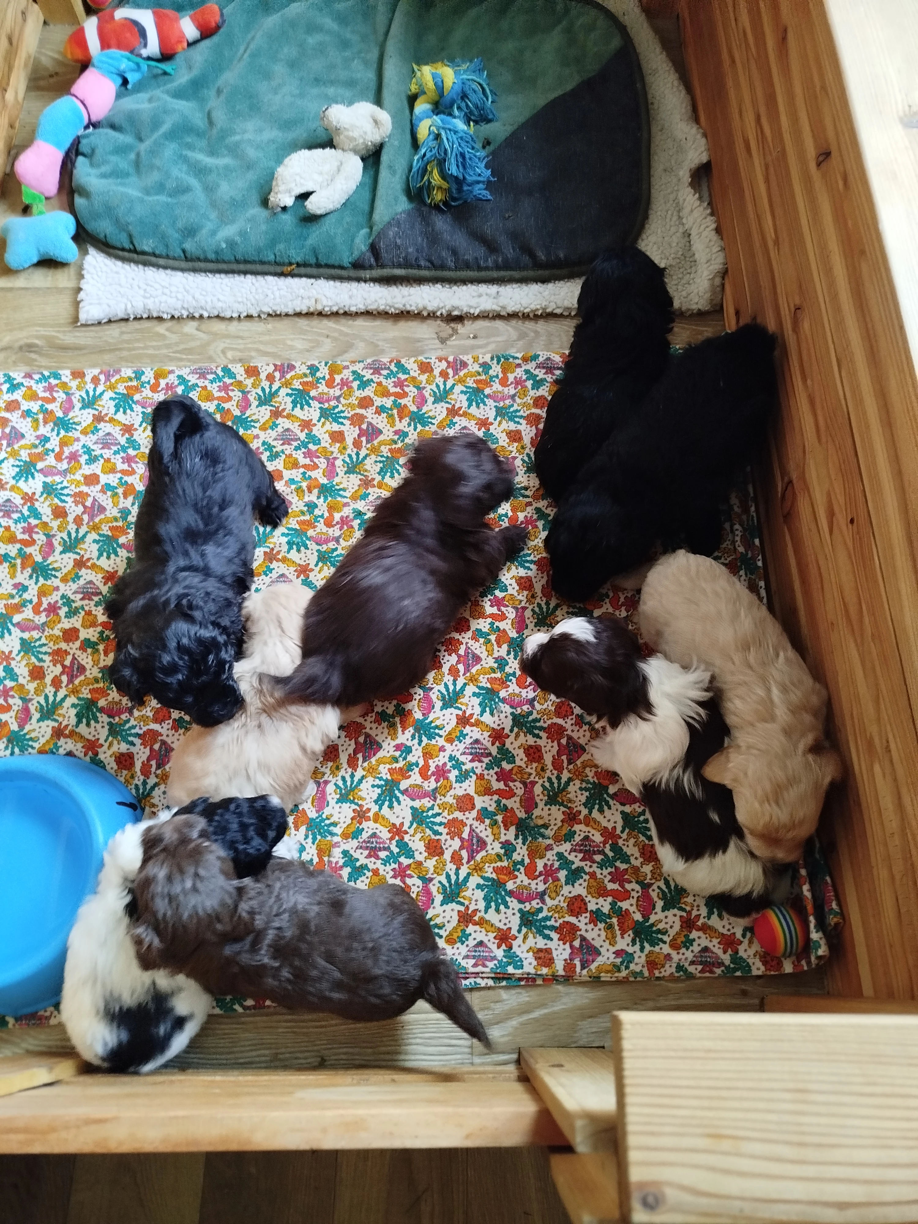 Ruská barevná bolonka s PP