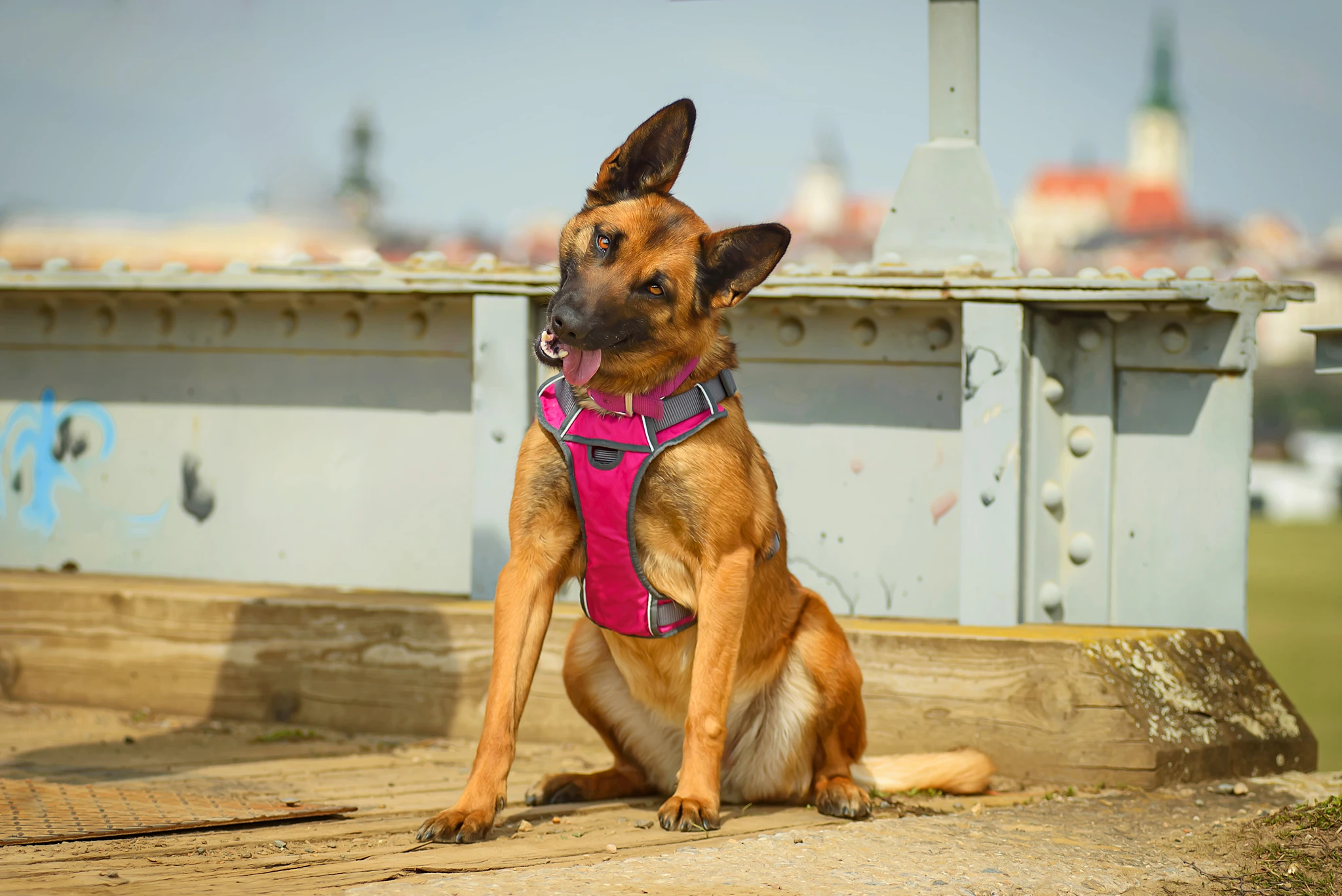 Malina – pracovitá belgičanka